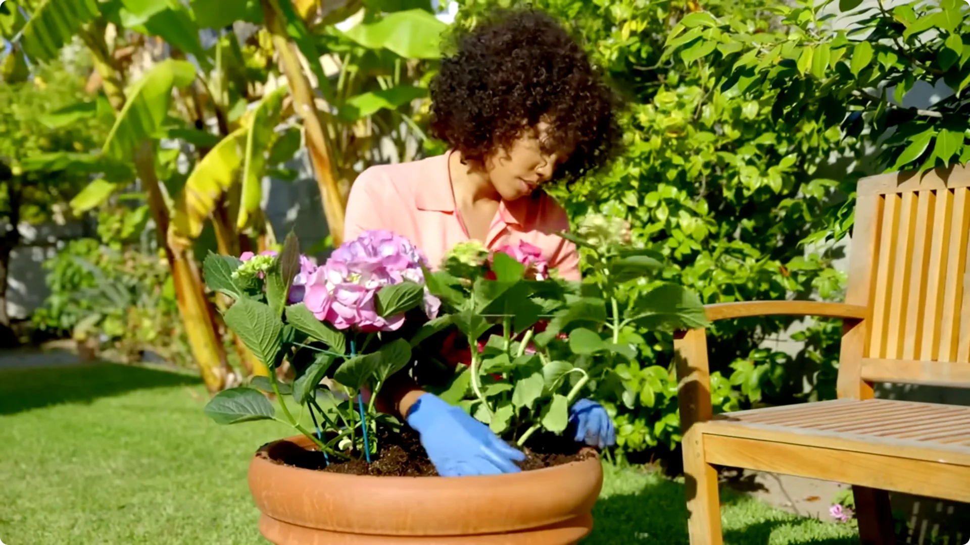 Stop Ruining Your Hydrangeas! 7 Planting Mistakes to Avoid! screenshot 15