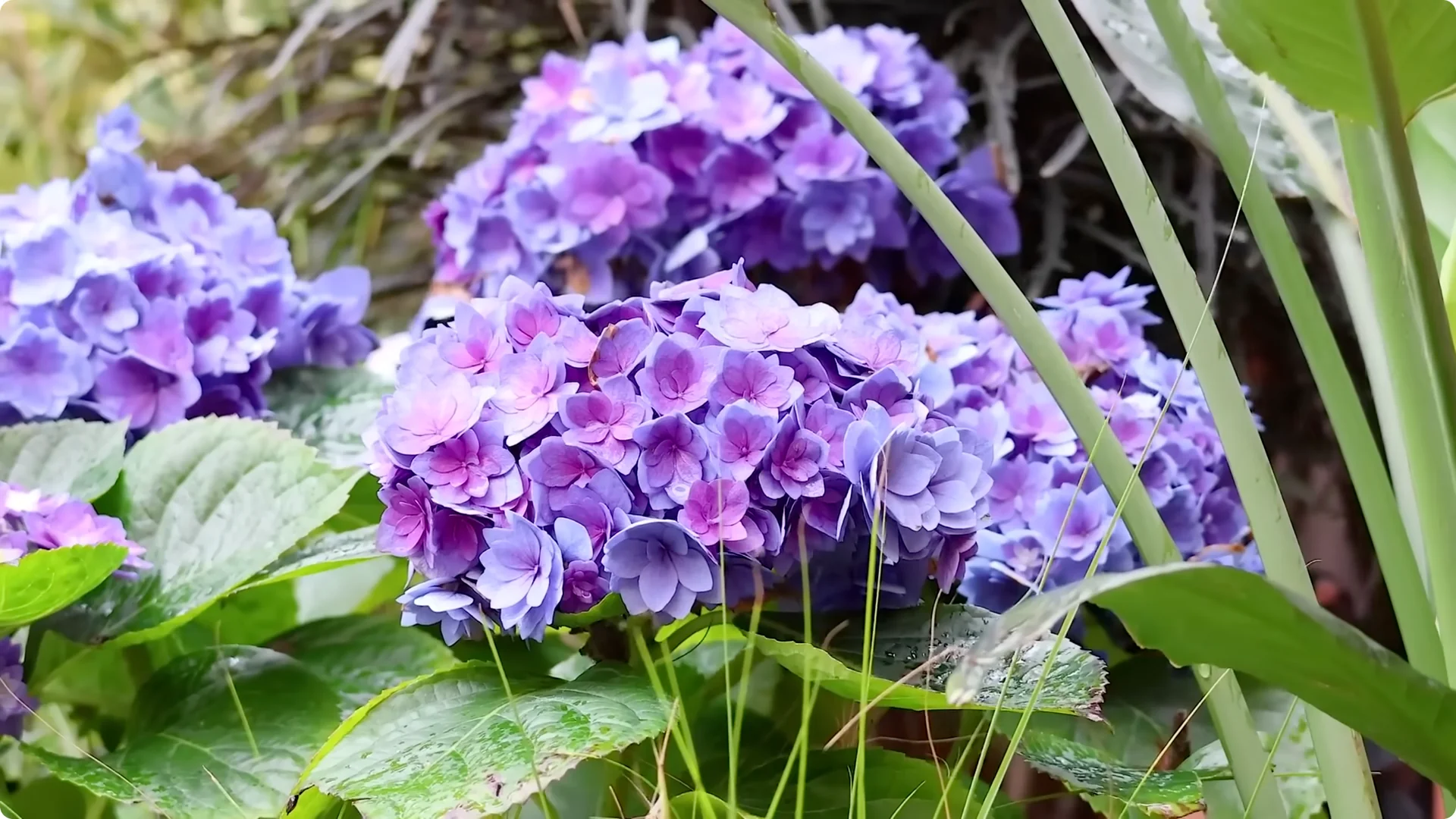 Stop Ruining Your Hydrangeas! 7 Planting Mistakes to Avoid! screenshot 17