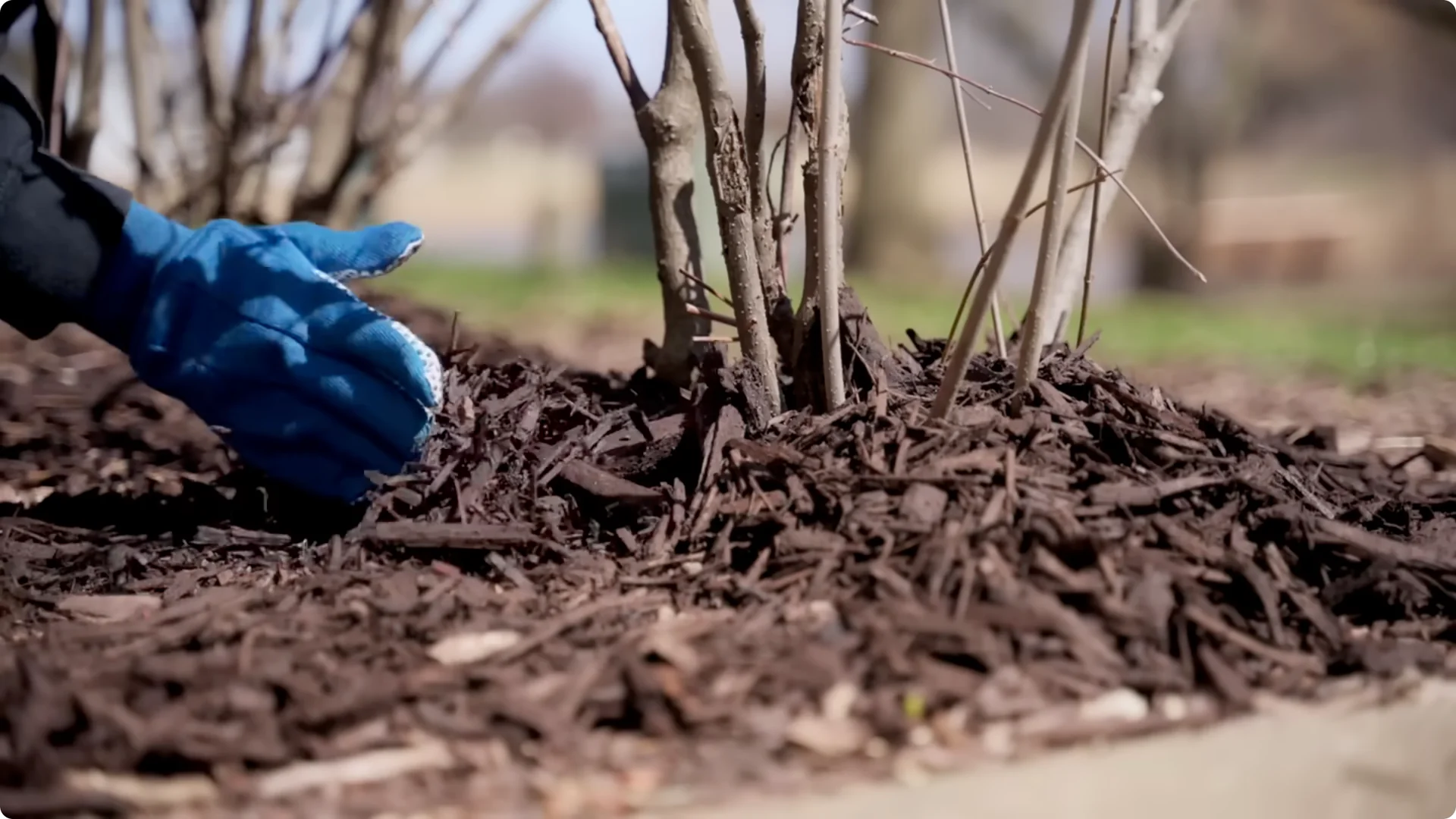 Stop Ruining Your Hydrangeas! 7 Planting Mistakes to Avoid! screenshot 19