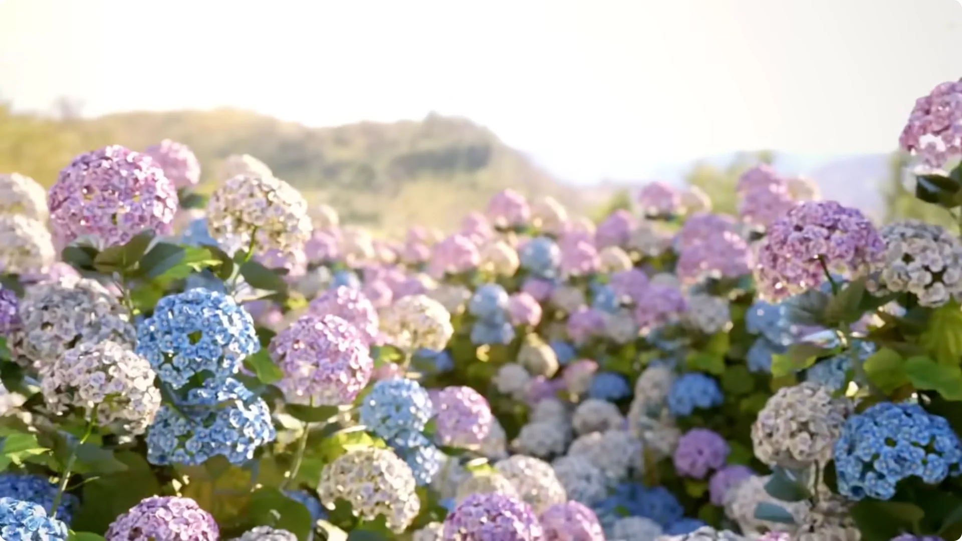 Stop Ruining Your Hydrangeas! 7 Planting Mistakes to Avoid! screenshot 2