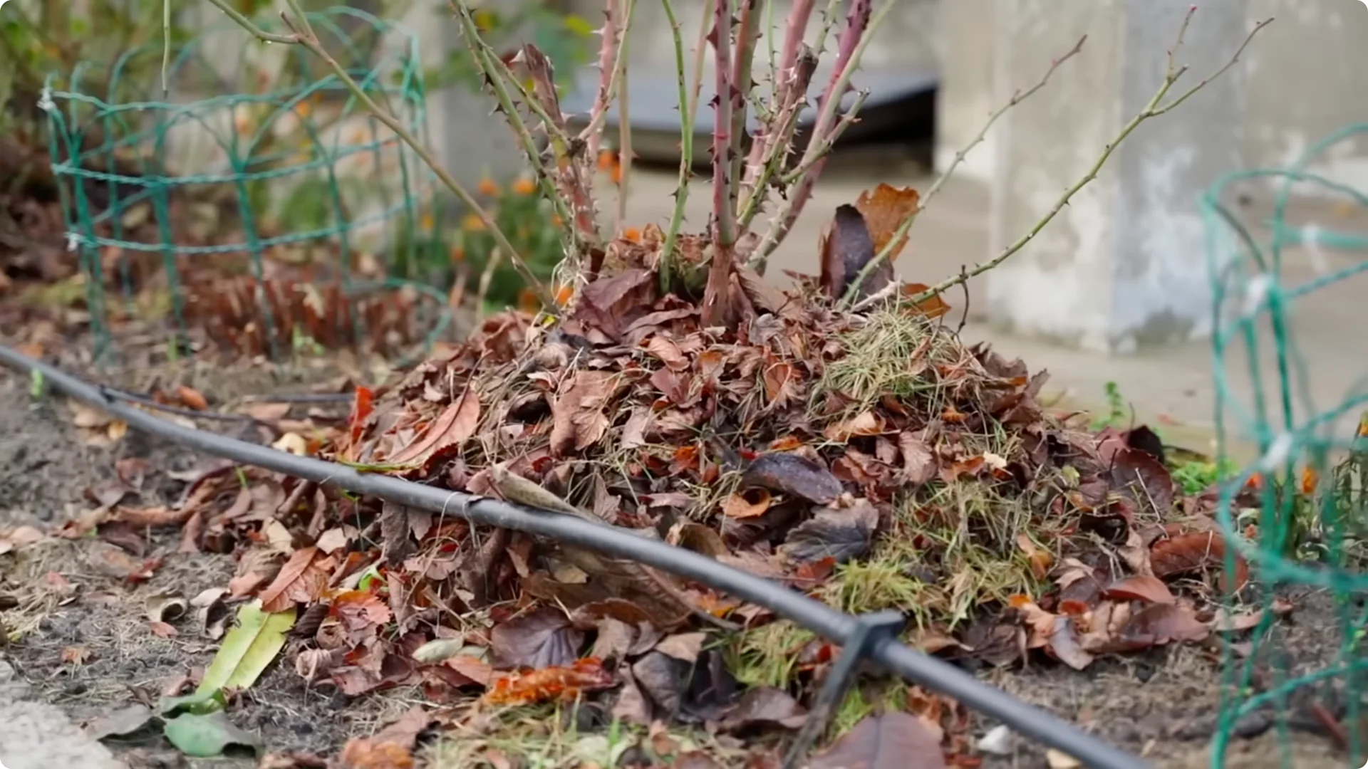 Stop Ruining Your Hydrangeas! 7 Planting Mistakes to Avoid! screenshot 20
