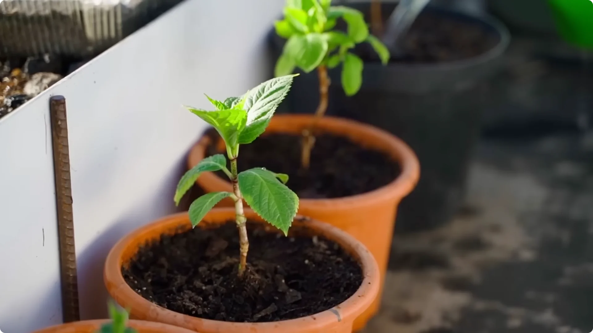 Stop Ruining Your Hydrangeas! 7 Planting Mistakes to Avoid! screenshot 22