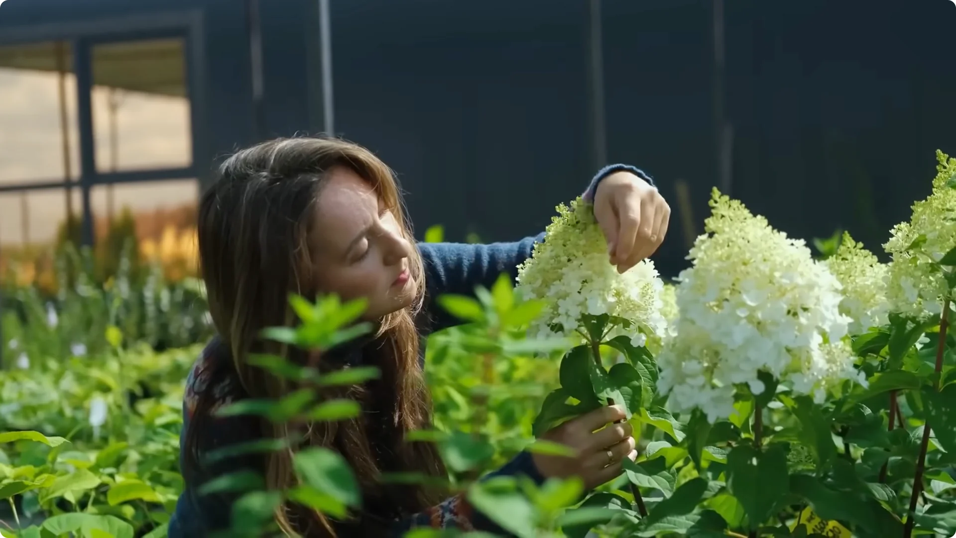 Stop Ruining Your Hydrangeas! 7 Planting Mistakes to Avoid! screenshot 23