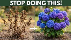 Stop Ruining Your Hydrangeas! 7 Planting Mistakes to Avoid! - Featured Image