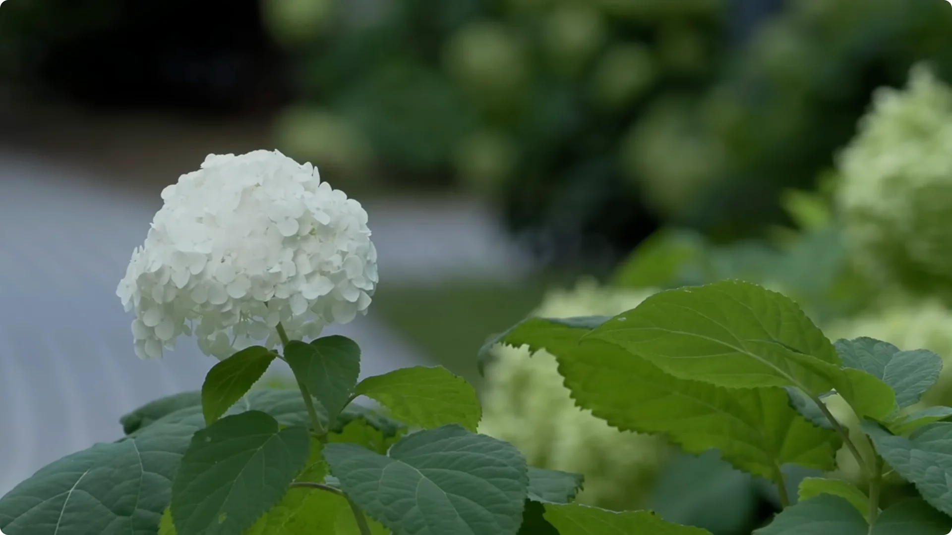 Stop Ruining Your Hydrangeas! 7 Planting Mistakes to Avoid! screenshot 4