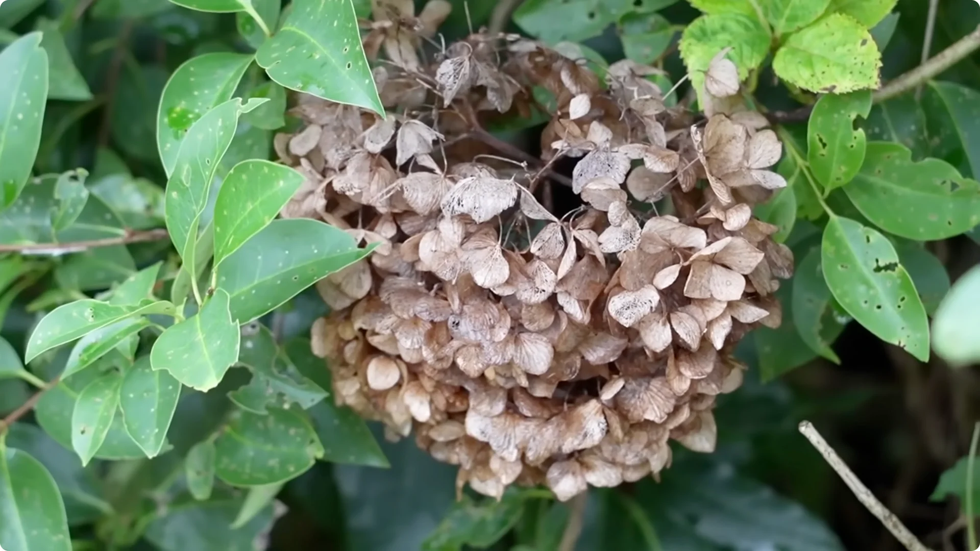 Stop Ruining Your Hydrangeas! 7 Planting Mistakes to Avoid! screenshot 5