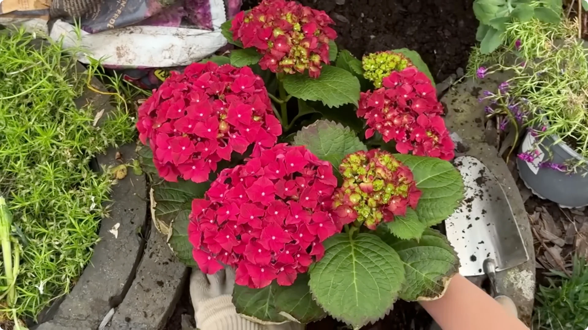 Stop Ruining Your Hydrangeas! 7 Planting Mistakes to Avoid! screenshot 7