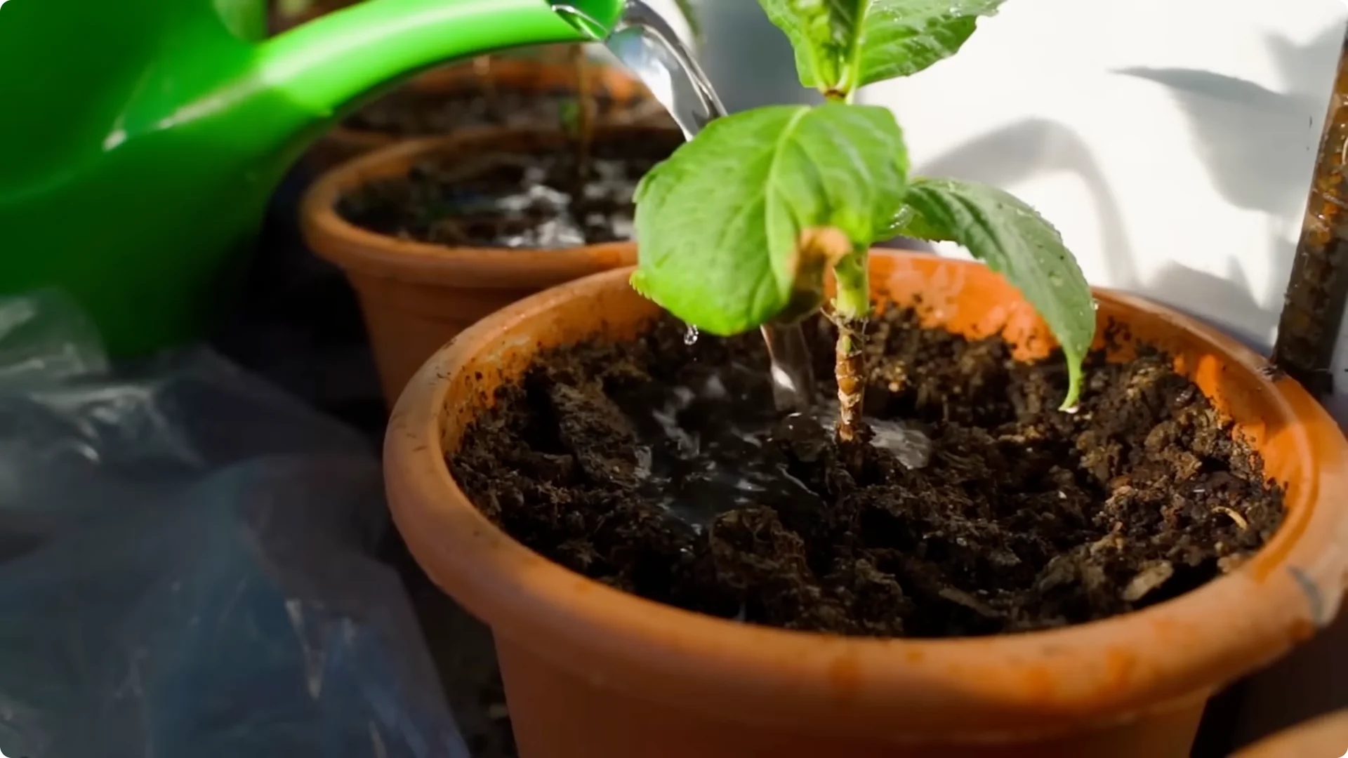 Stop Ruining Your Hydrangeas! 7 Planting Mistakes to Avoid! screenshot 9