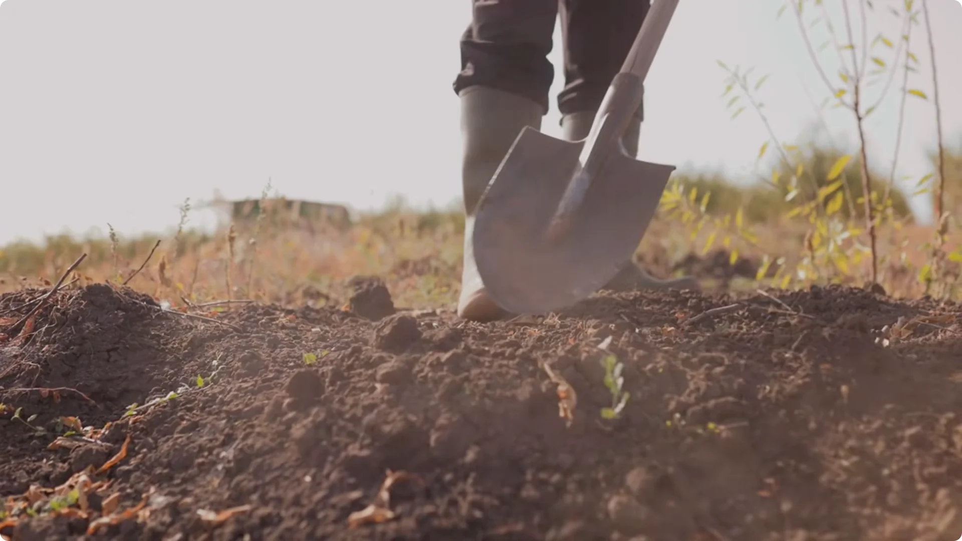 Stop Ruining Your Lavender! 7 Planting Mistakes to Avoid! screenshot 1