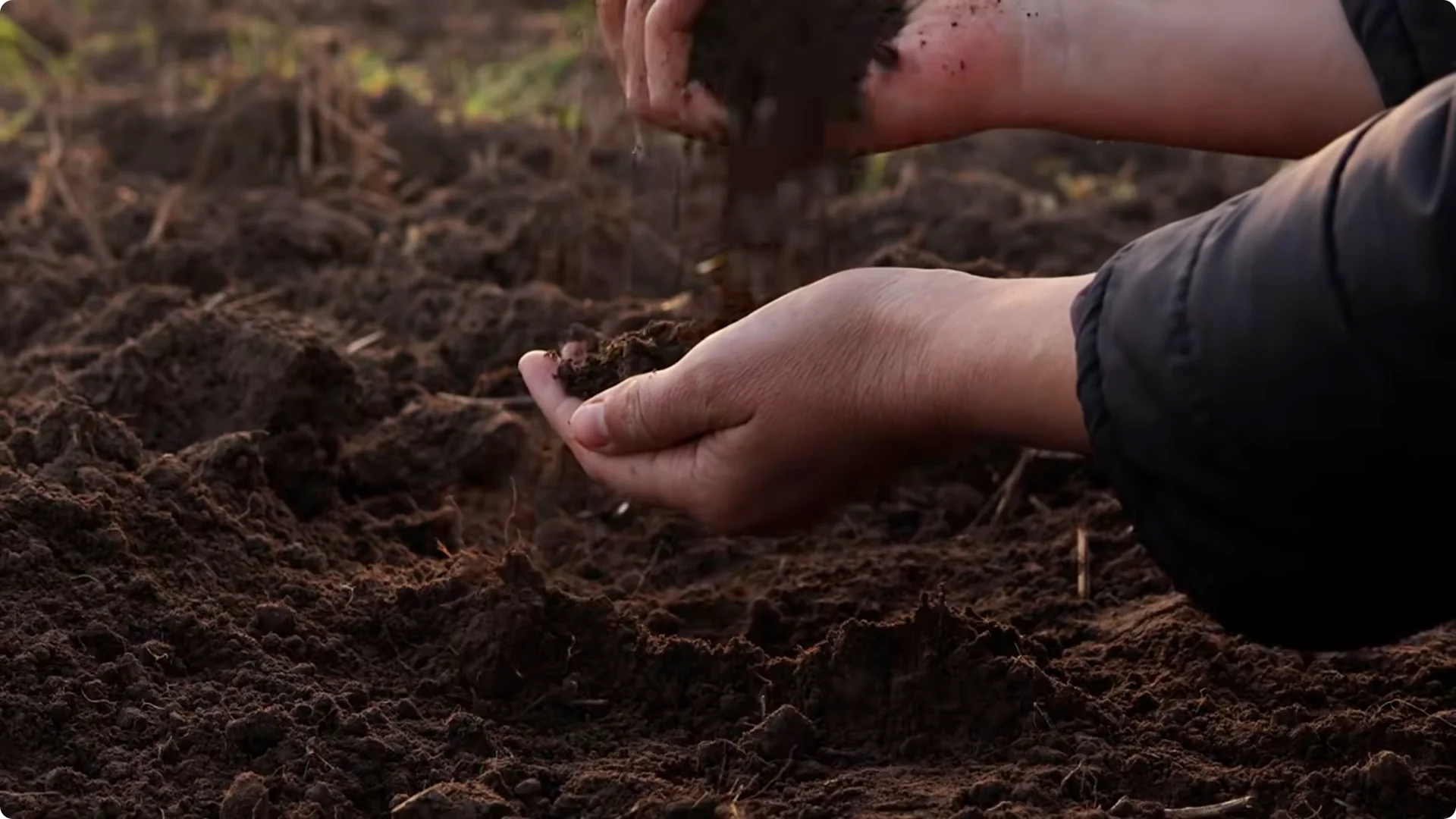 Stop Ruining Your Lavender! 7 Planting Mistakes to Avoid! screenshot 3