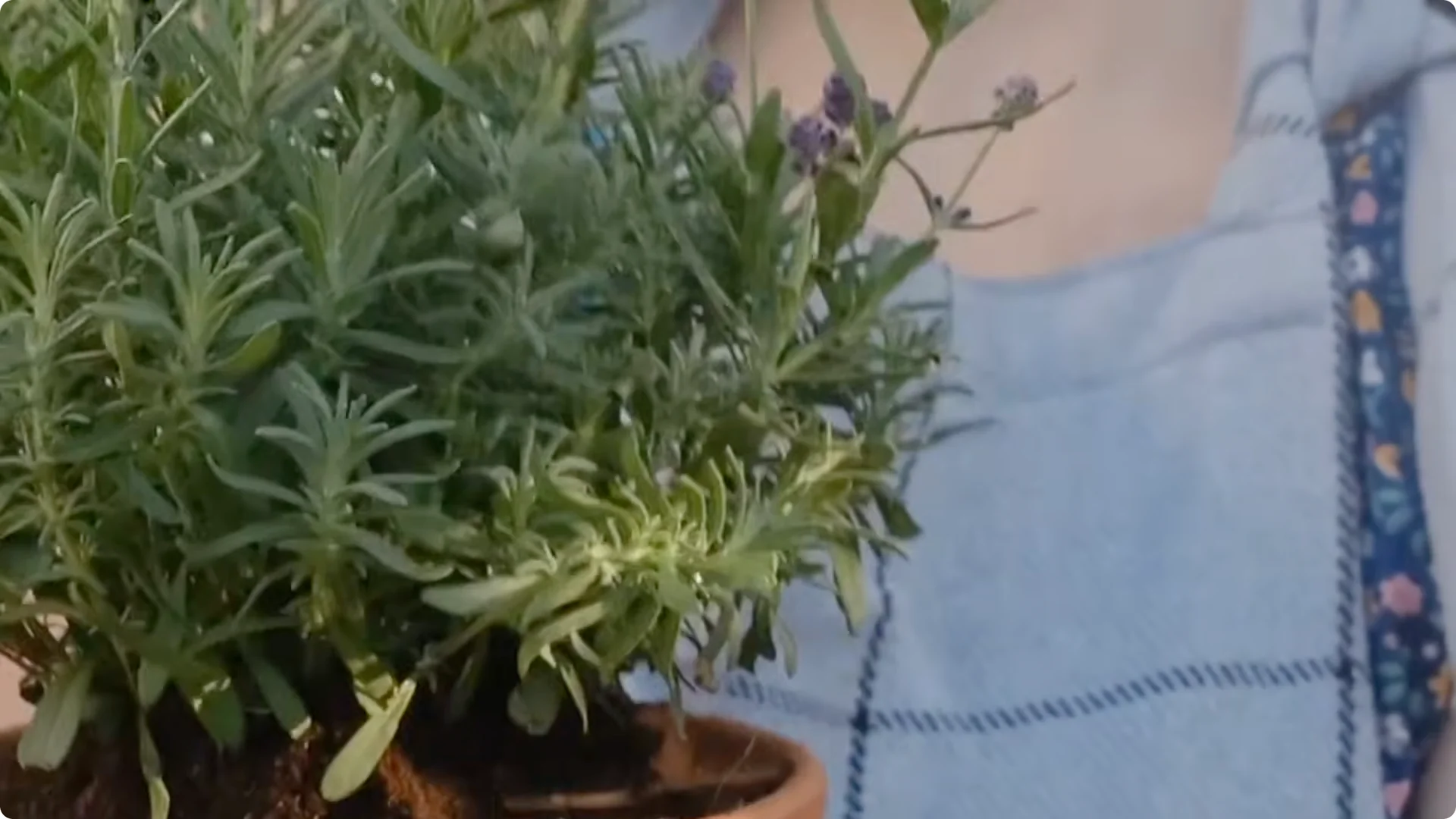 Stop Ruining Your Lavender! 7 Planting Mistakes to Avoid! screenshot 4