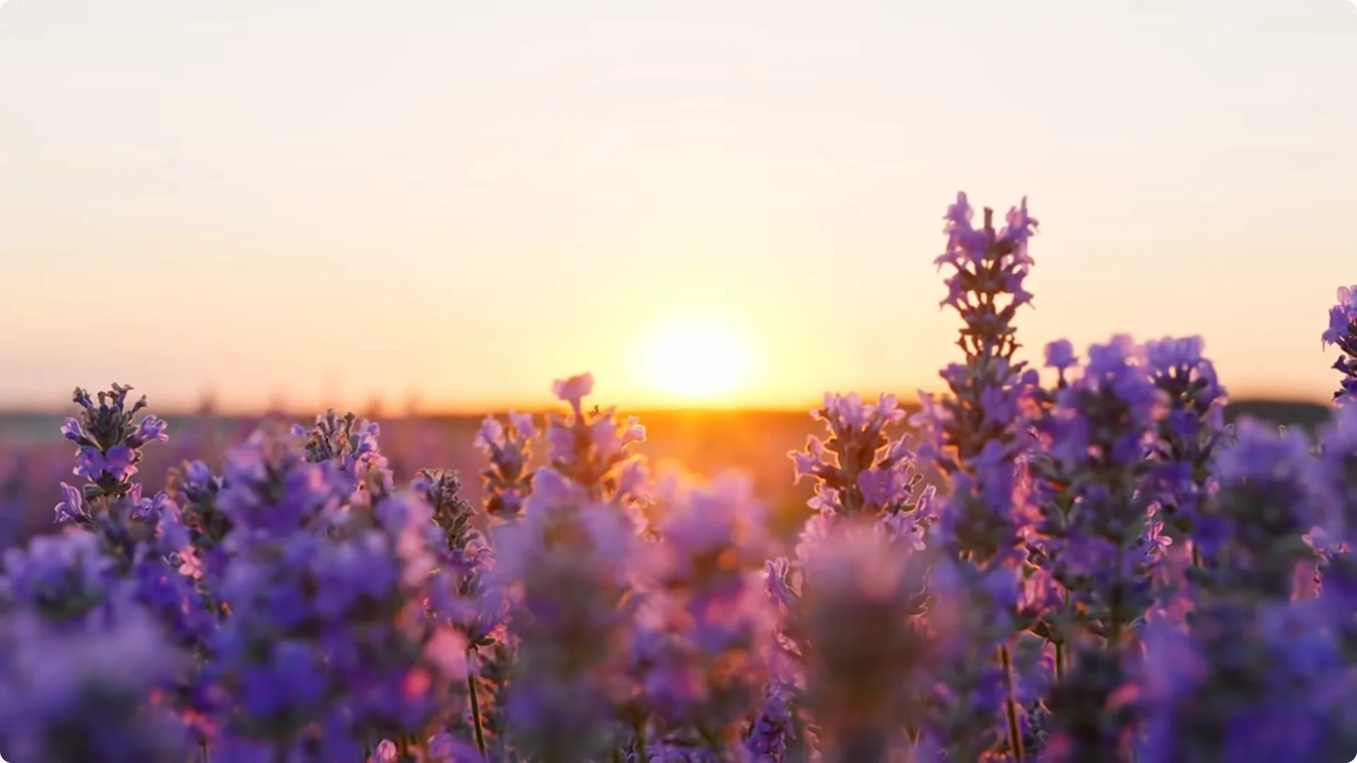 Stop Ruining Your Lavender! 7 Planting Mistakes to Avoid! screenshot 5