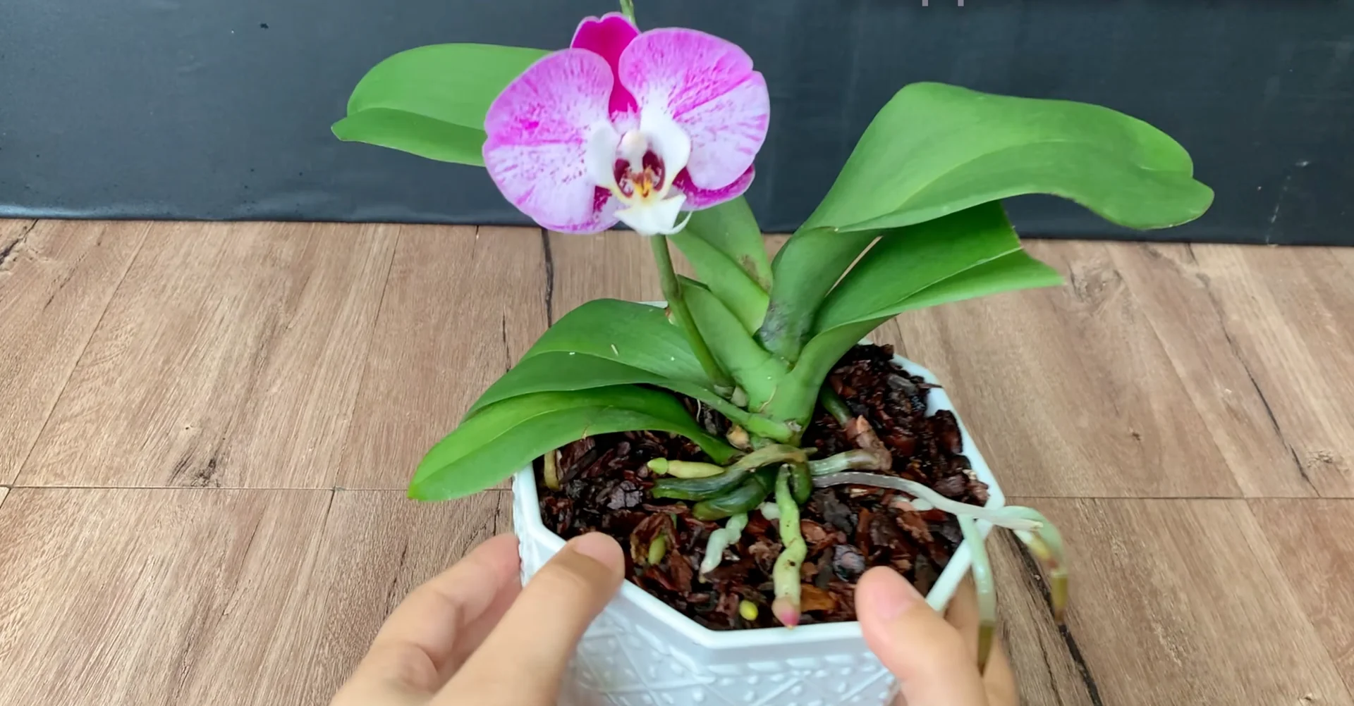 The Kitchen Secret That Boosts Orchid Growth and Blooms screenshot 10