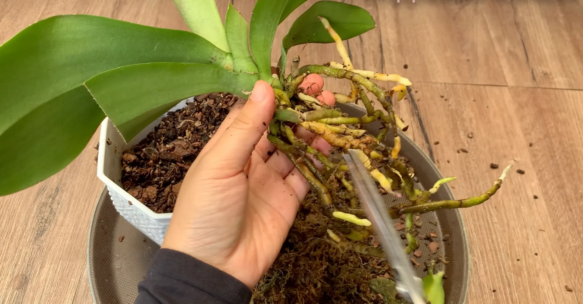 The Kitchen Secret That Boosts Orchid Growth and Blooms screenshot 2