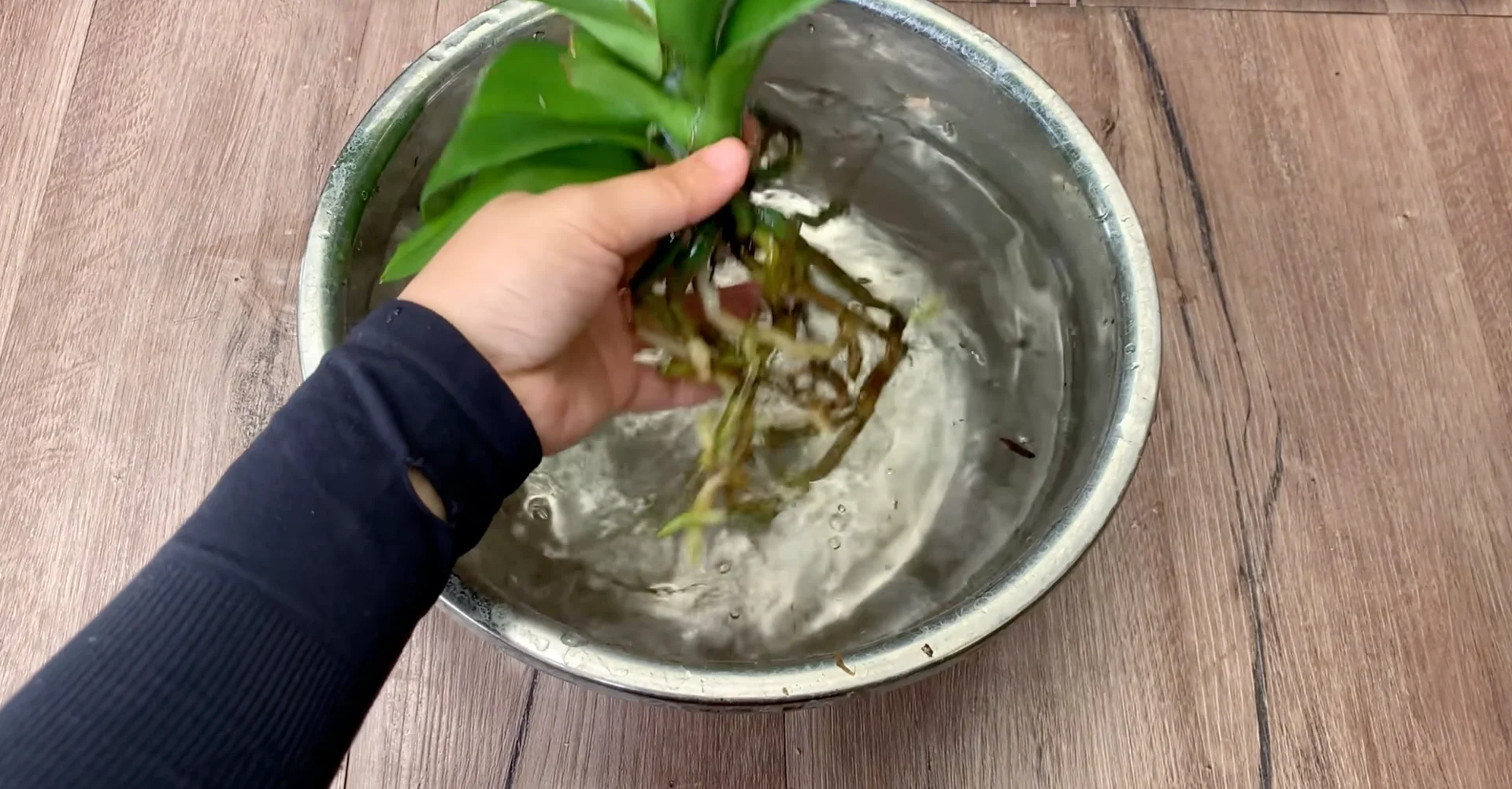 The Kitchen Secret That Boosts Orchid Growth and Blooms screenshot 3