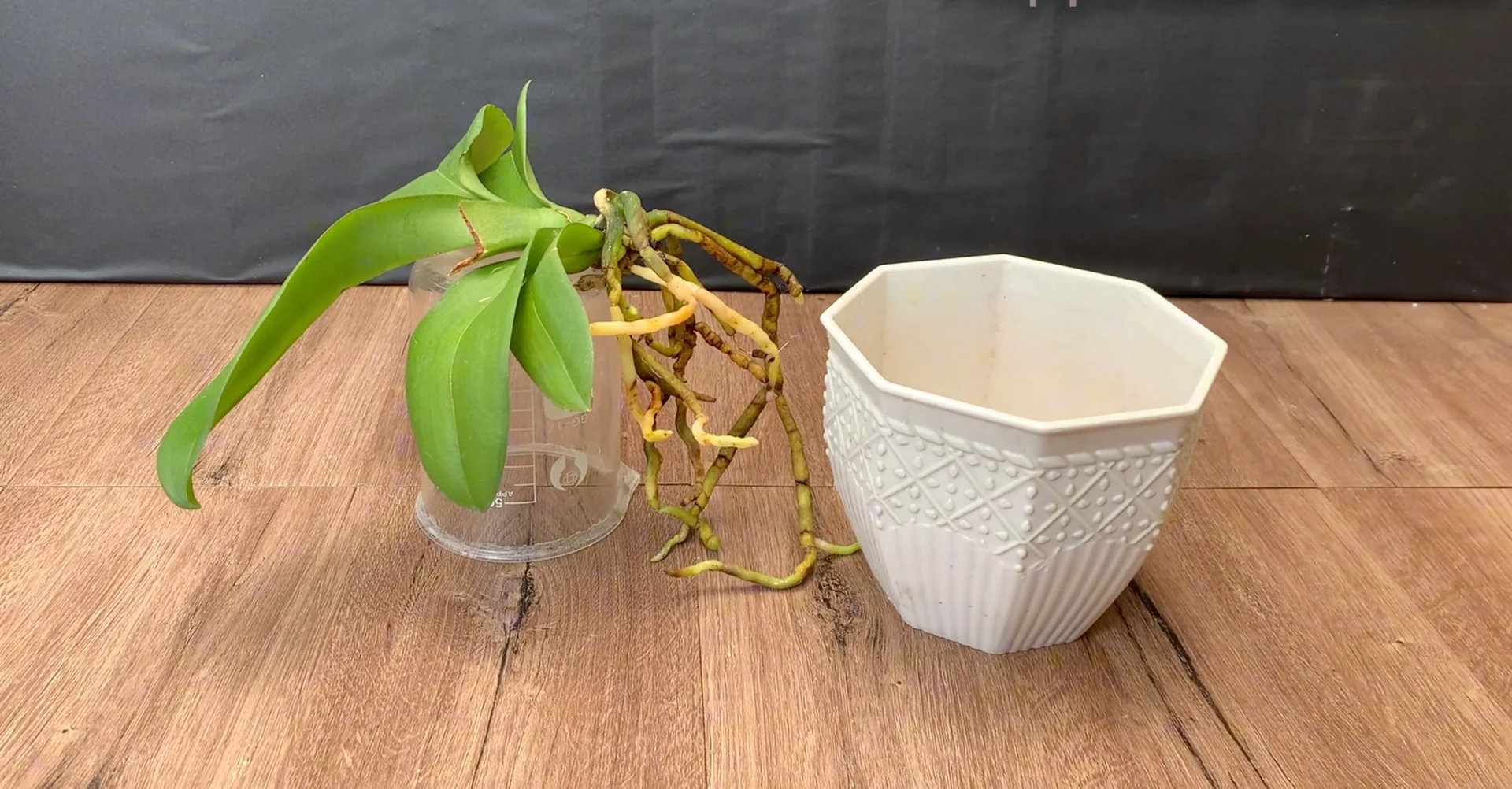 The Kitchen Secret That Boosts Orchid Growth and Blooms screenshot 5