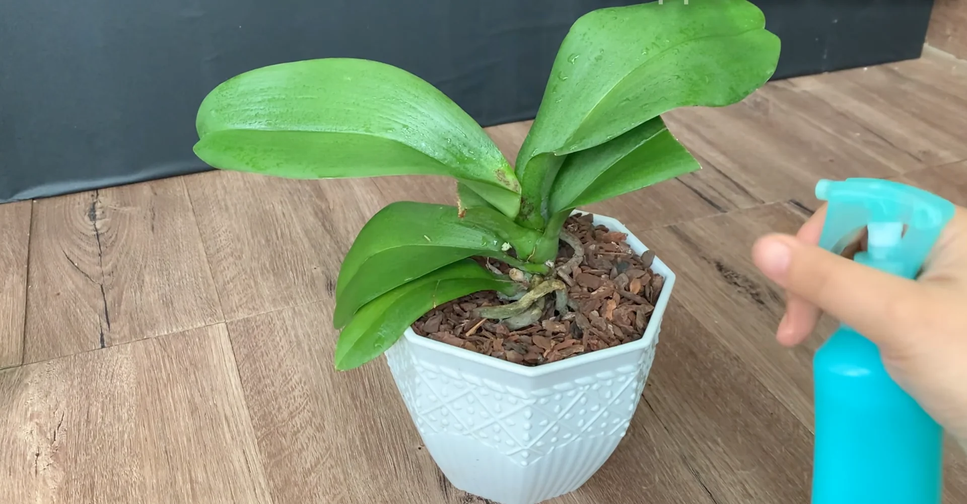 The Kitchen Secret That Boosts Orchid Growth and Blooms screenshot 7