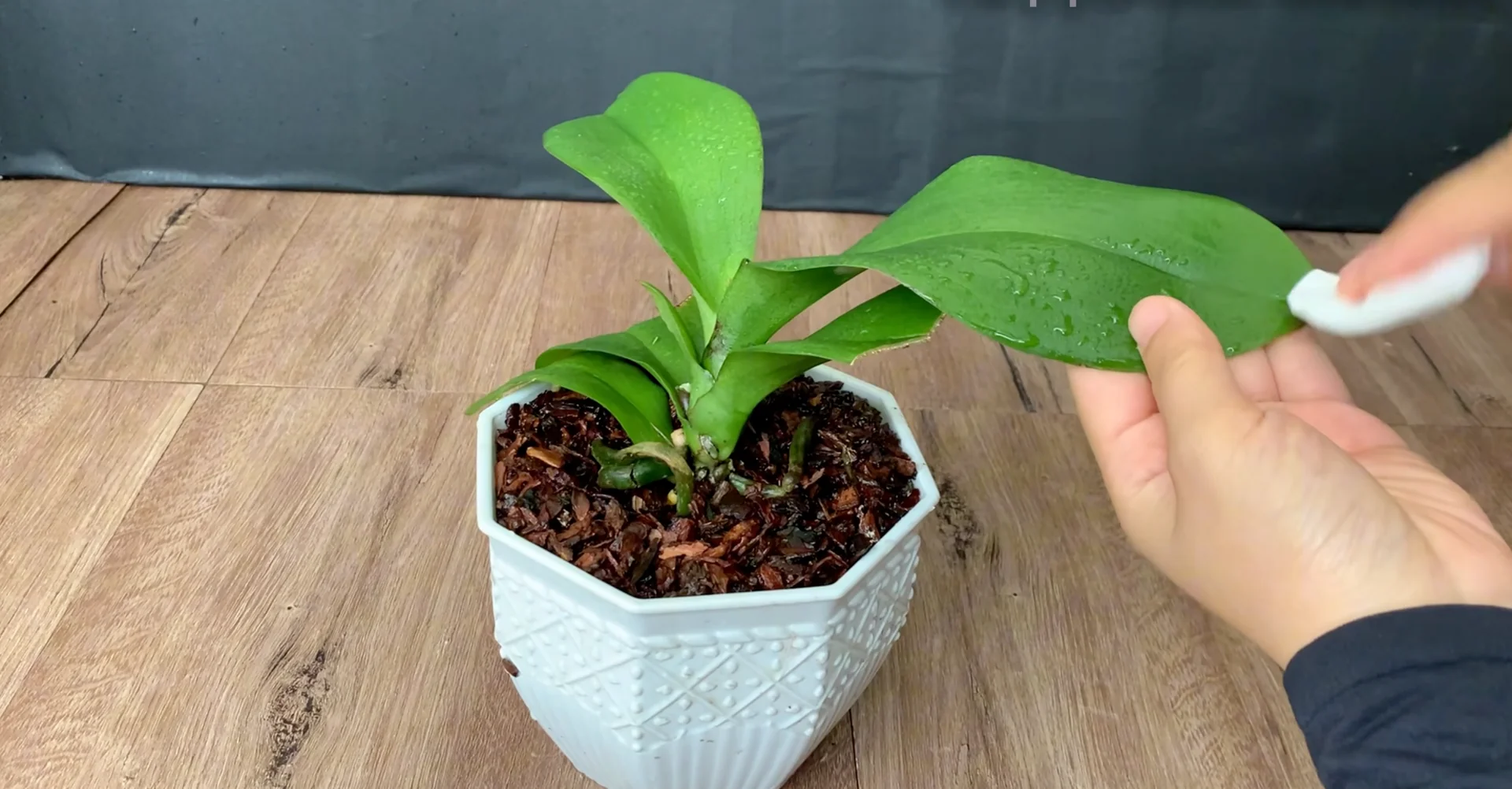 The Kitchen Secret That Boosts Orchid Growth and Blooms screenshot 9