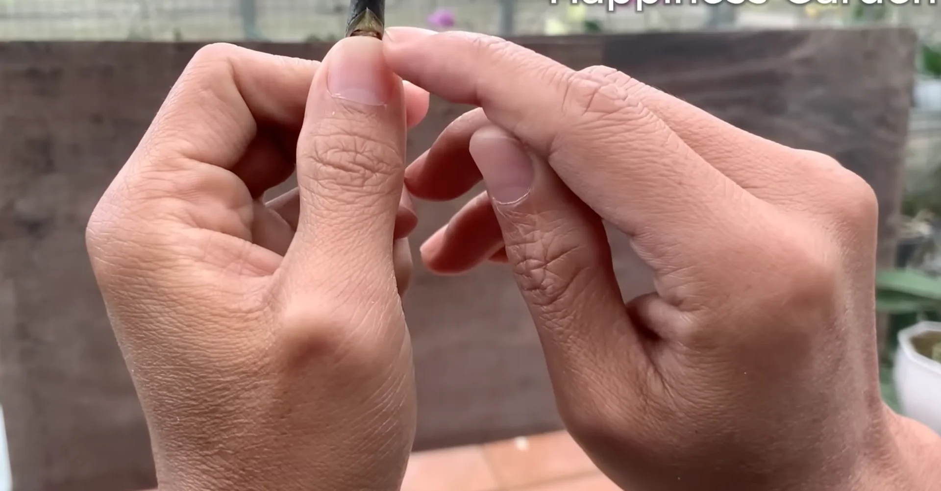 The One Spoonful Trick That Boosts Orchid Roots and Blooms screenshot 1