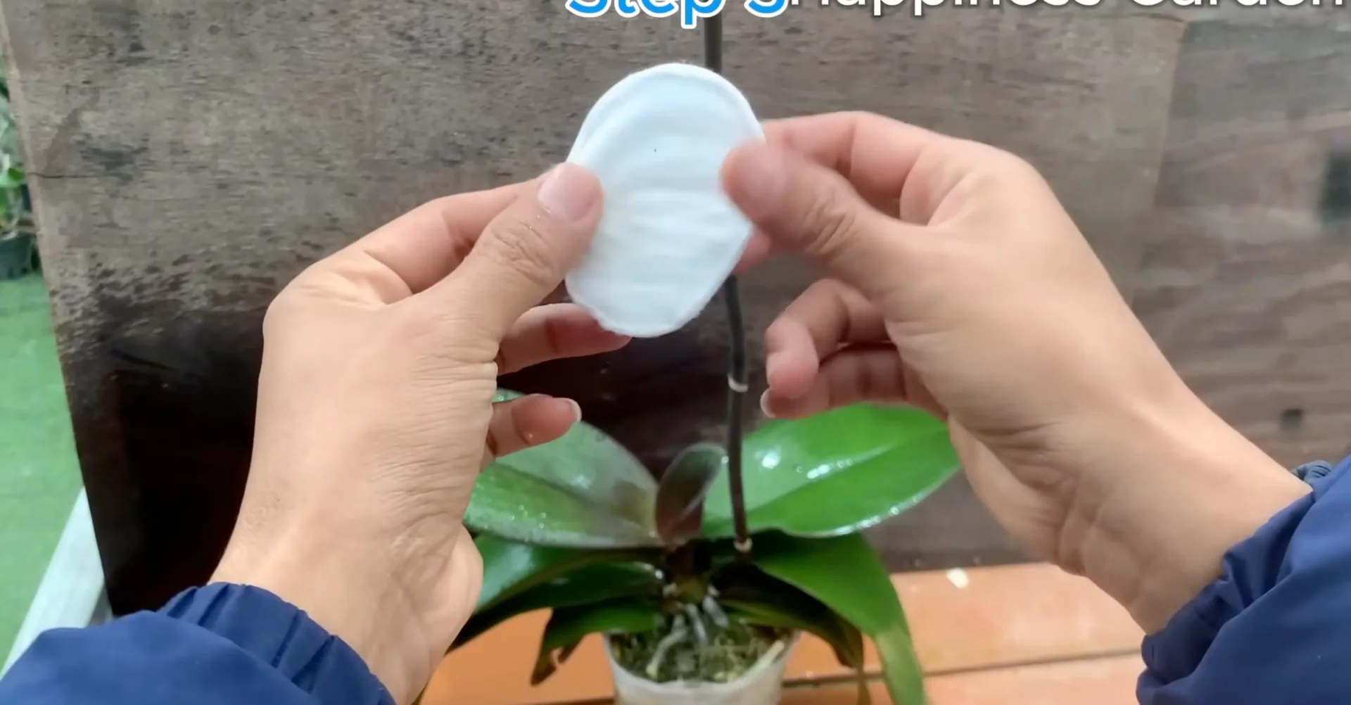 The One Spoonful Trick That Boosts Orchid Roots and Blooms screenshot 11