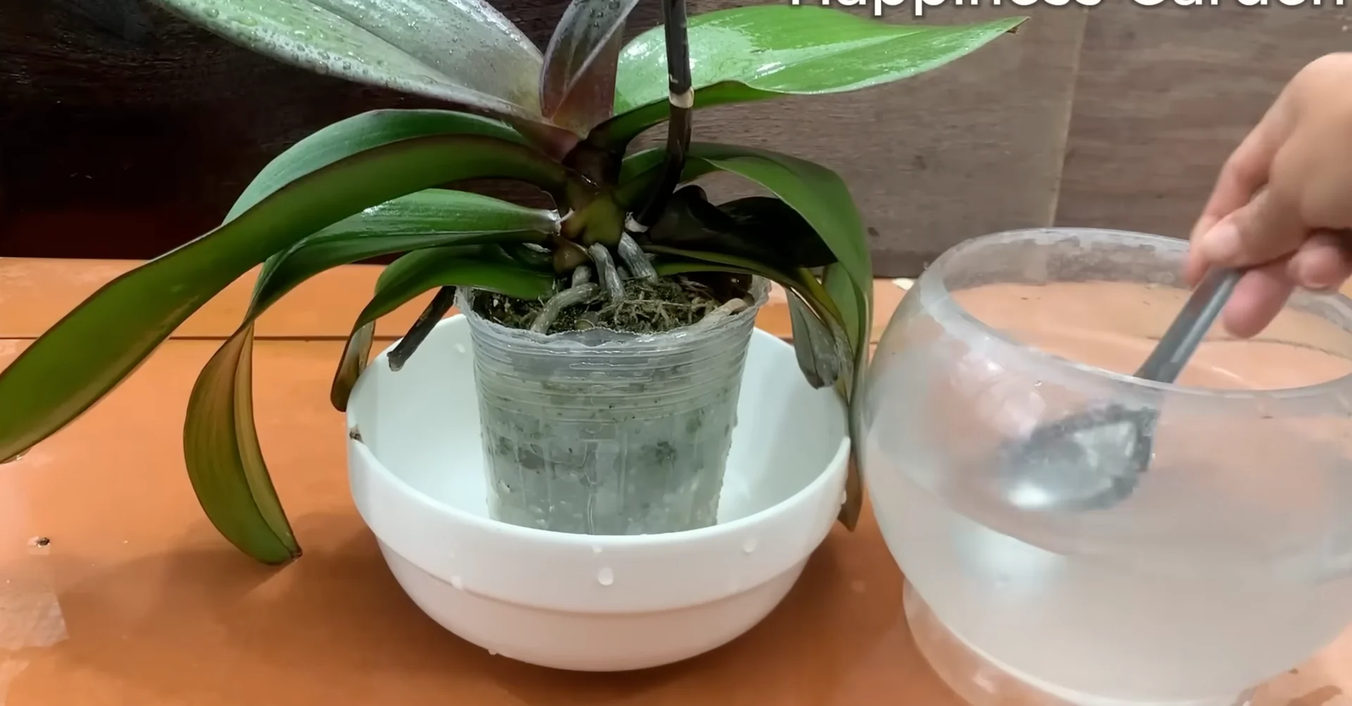 The One Spoonful Trick That Boosts Orchid Roots and Blooms screenshot 12