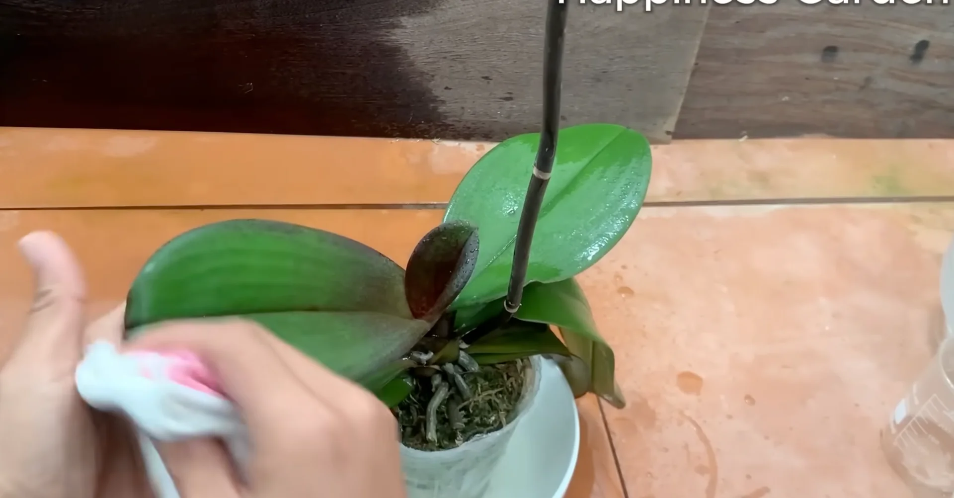 The One Spoonful Trick That Boosts Orchid Roots and Blooms screenshot 13