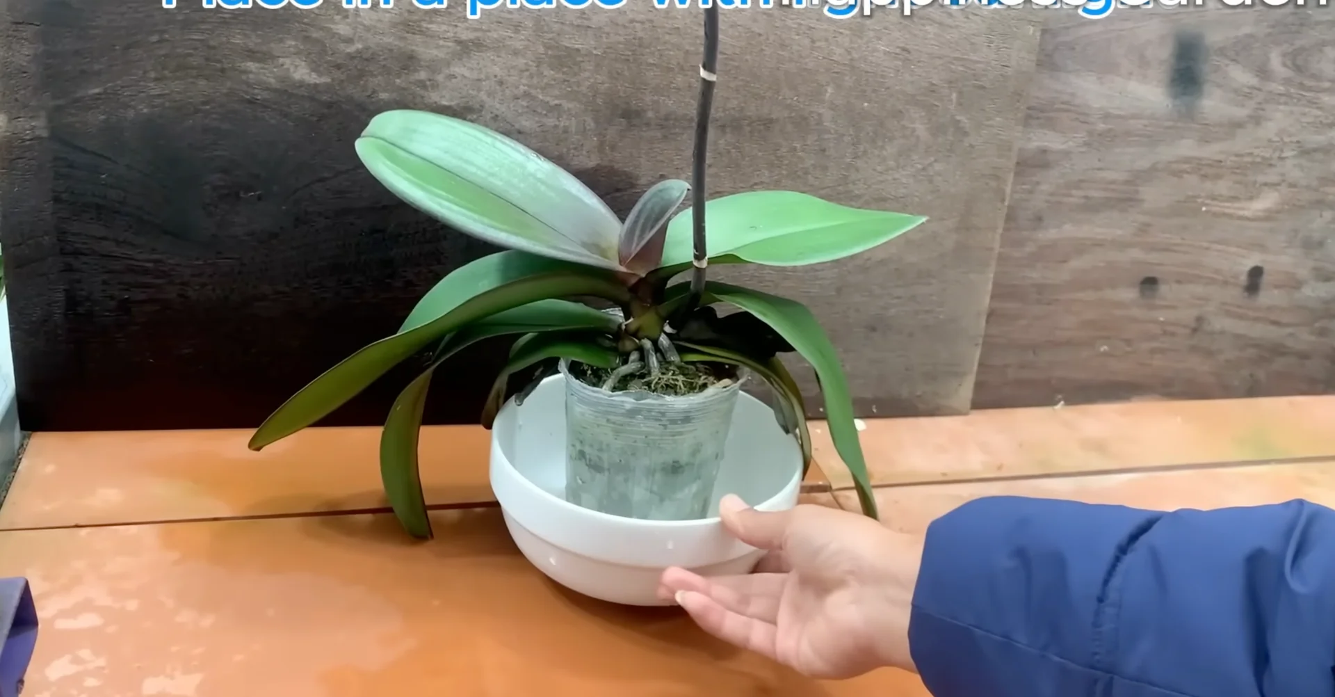 The One Spoonful Trick That Boosts Orchid Roots and Blooms screenshot 14