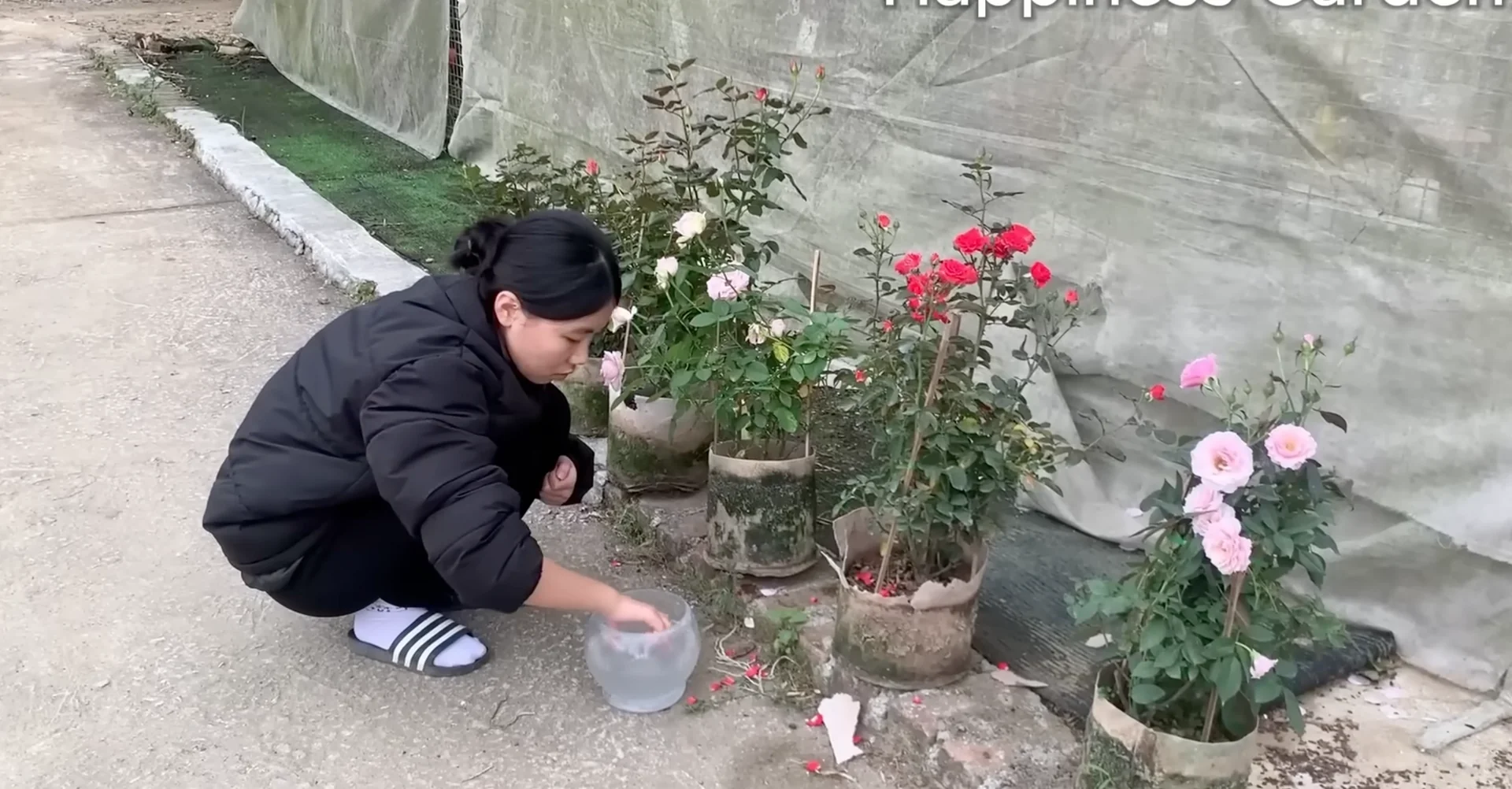 The One Spoonful Trick That Boosts Orchid Roots and Blooms screenshot 15