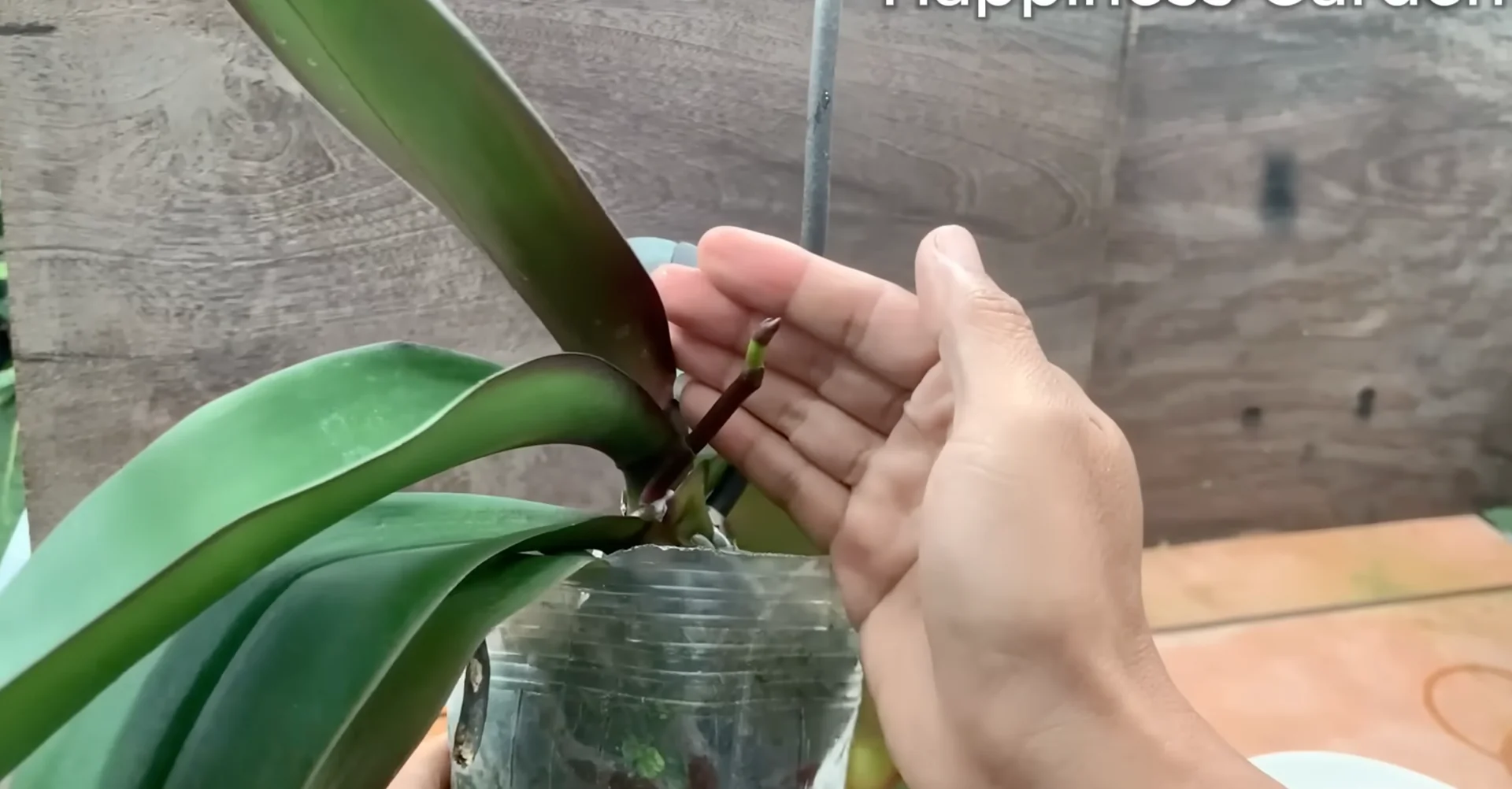 The One Spoonful Trick That Boosts Orchid Roots and Blooms screenshot 16
