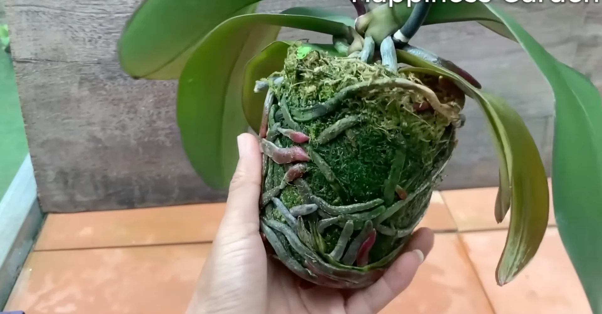 The One Spoonful Trick That Boosts Orchid Roots and Blooms screenshot 17