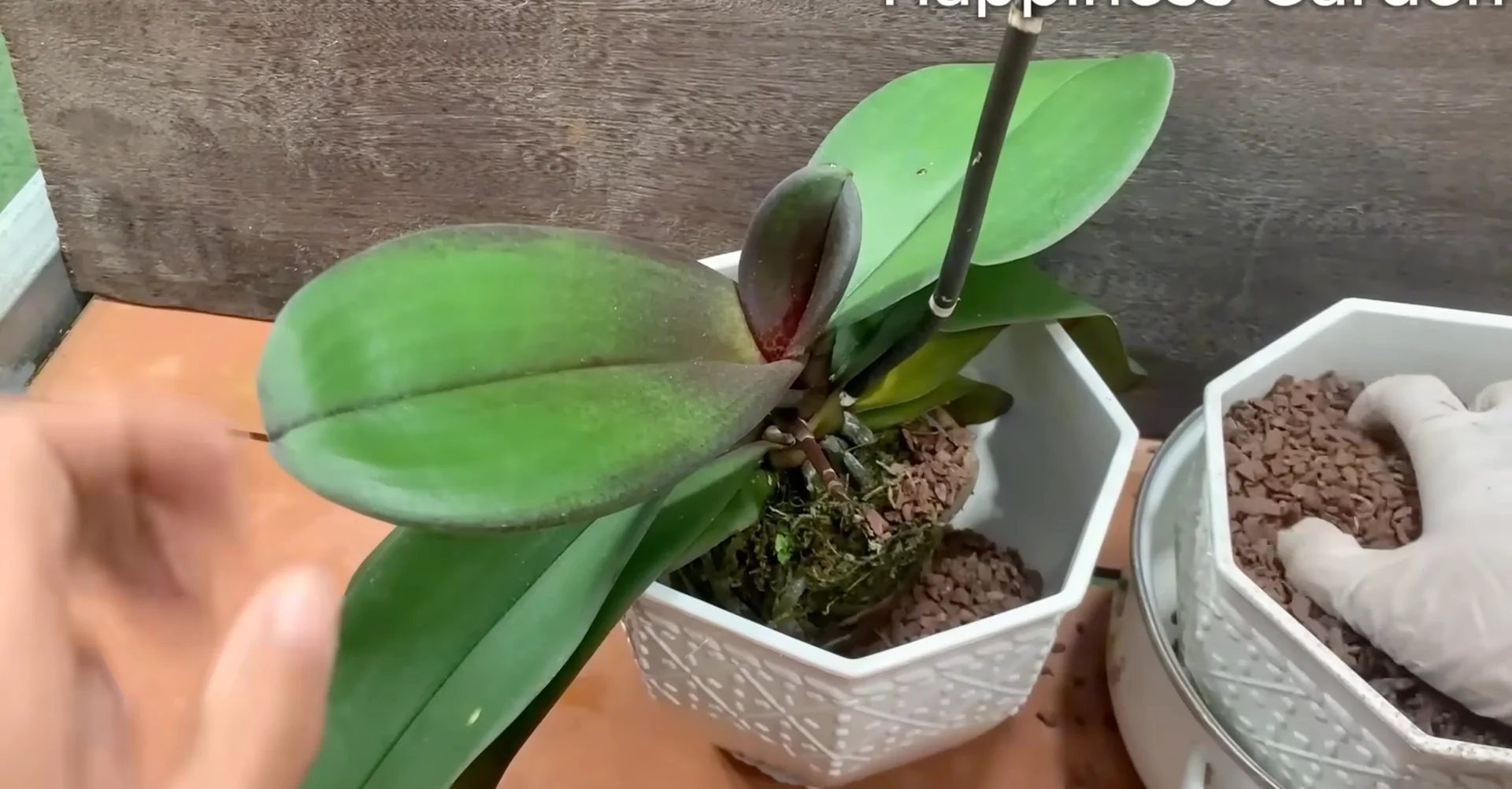 The One Spoonful Trick That Boosts Orchid Roots and Blooms screenshot 18