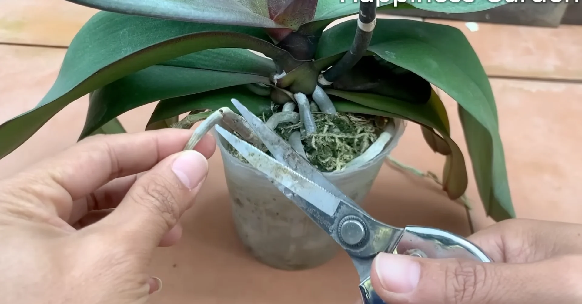 The One Spoonful Trick That Boosts Orchid Roots and Blooms screenshot 2