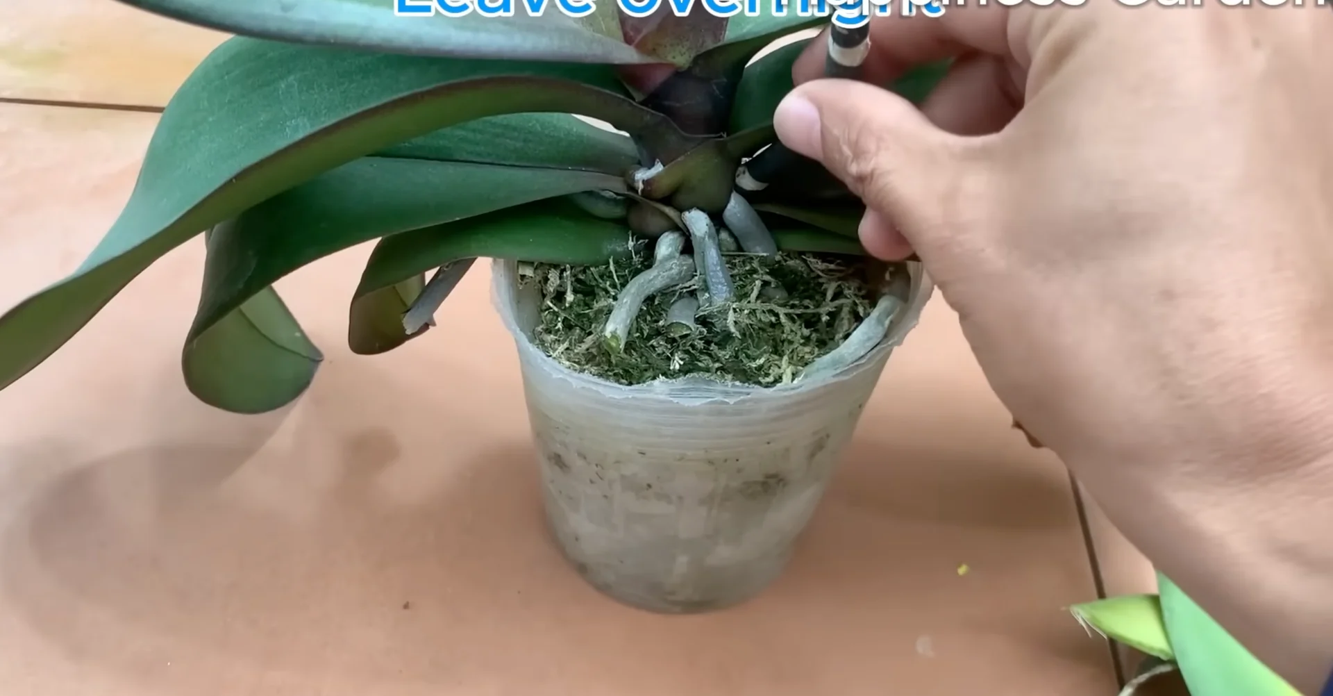 The One Spoonful Trick That Boosts Orchid Roots and Blooms screenshot 3