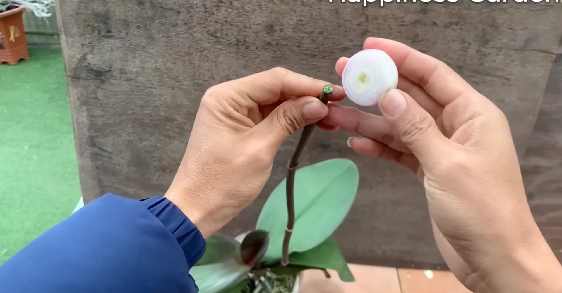 The One Spoonful Trick That Boosts Orchid Roots and Blooms screenshot 4