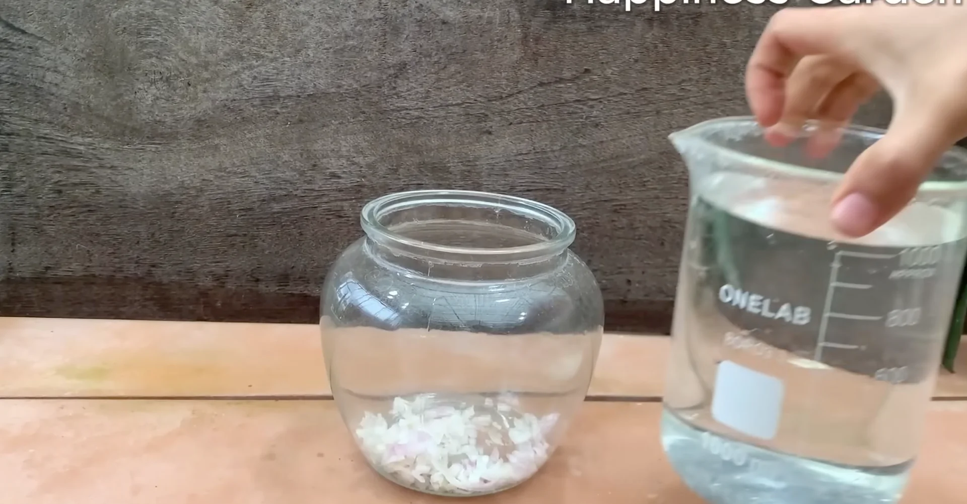 The One Spoonful Trick That Boosts Orchid Roots and Blooms screenshot 6
