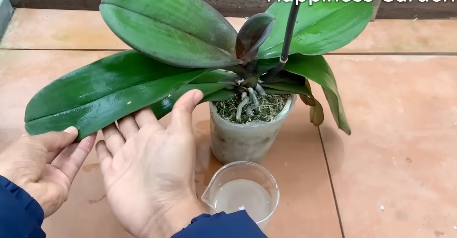 The One Spoonful Trick That Boosts Orchid Roots and Blooms screenshot 9