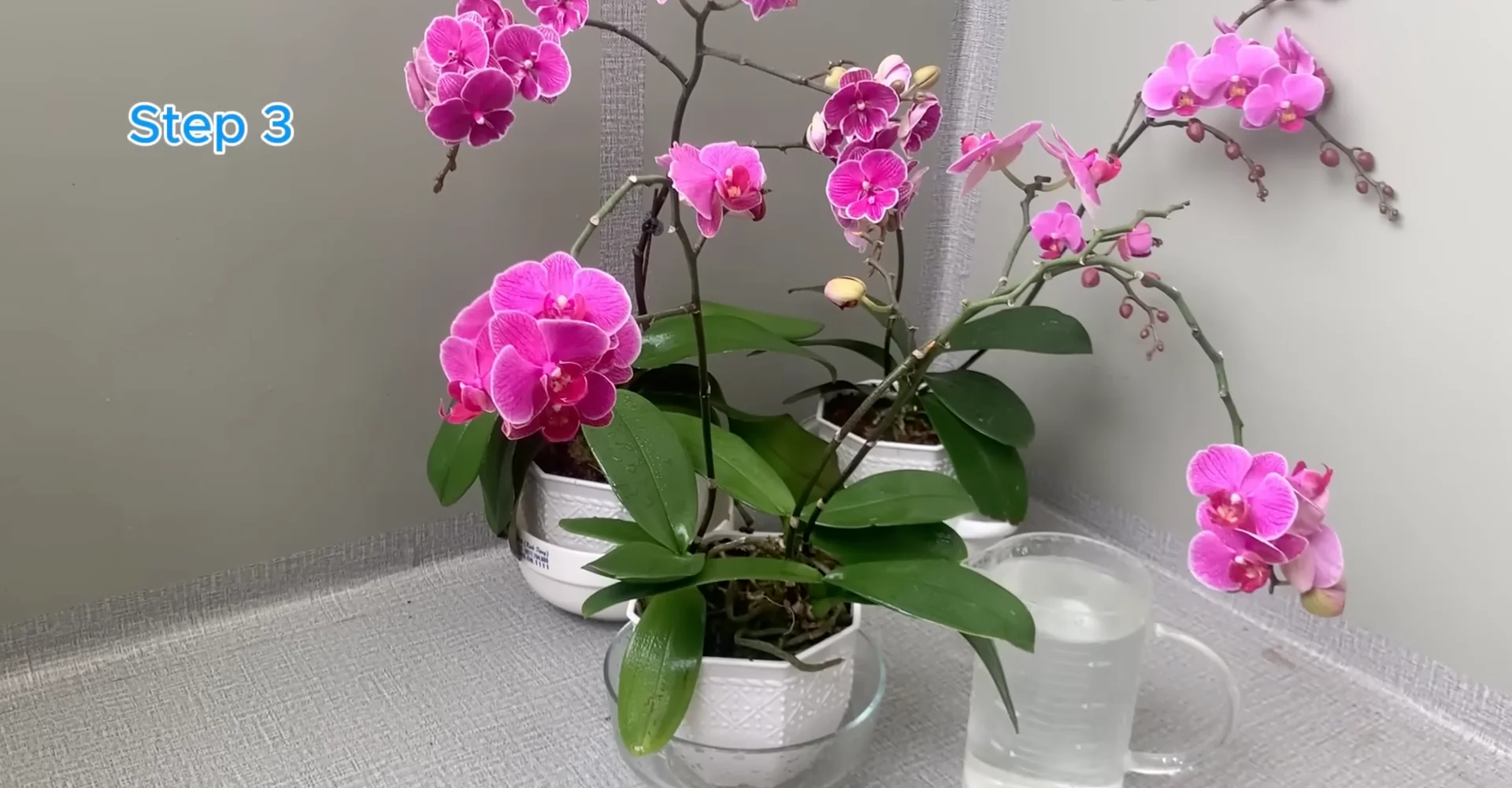 The Secret to Growing 100 Orchid Roots and Year-Round Blooms screenshot 8