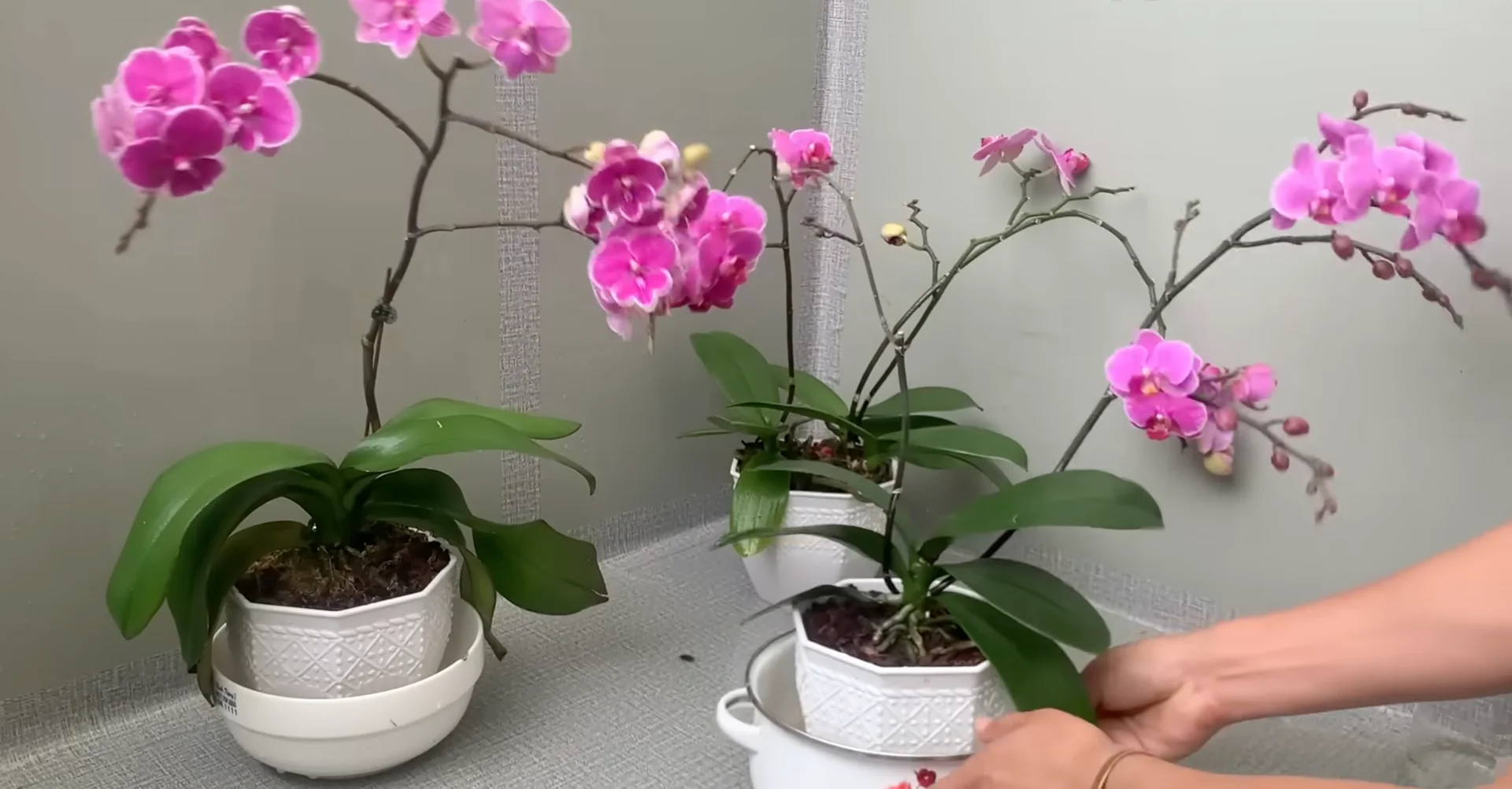 The Secret to Growing 100 Orchid Roots and Year-Round Blooms screenshot 9