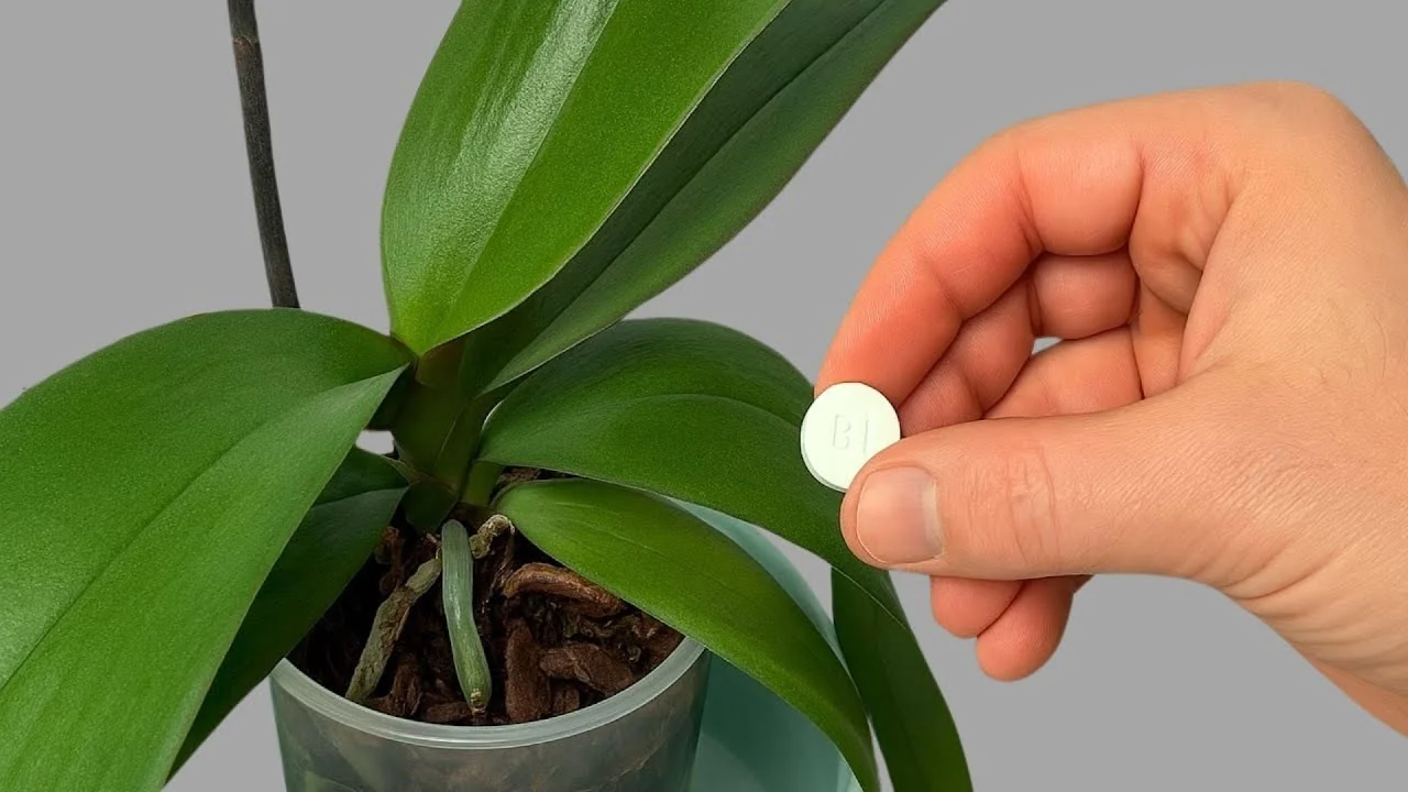 The Secret to Growing 100 Orchid Roots and Year-Round Blooms - Featured Image
