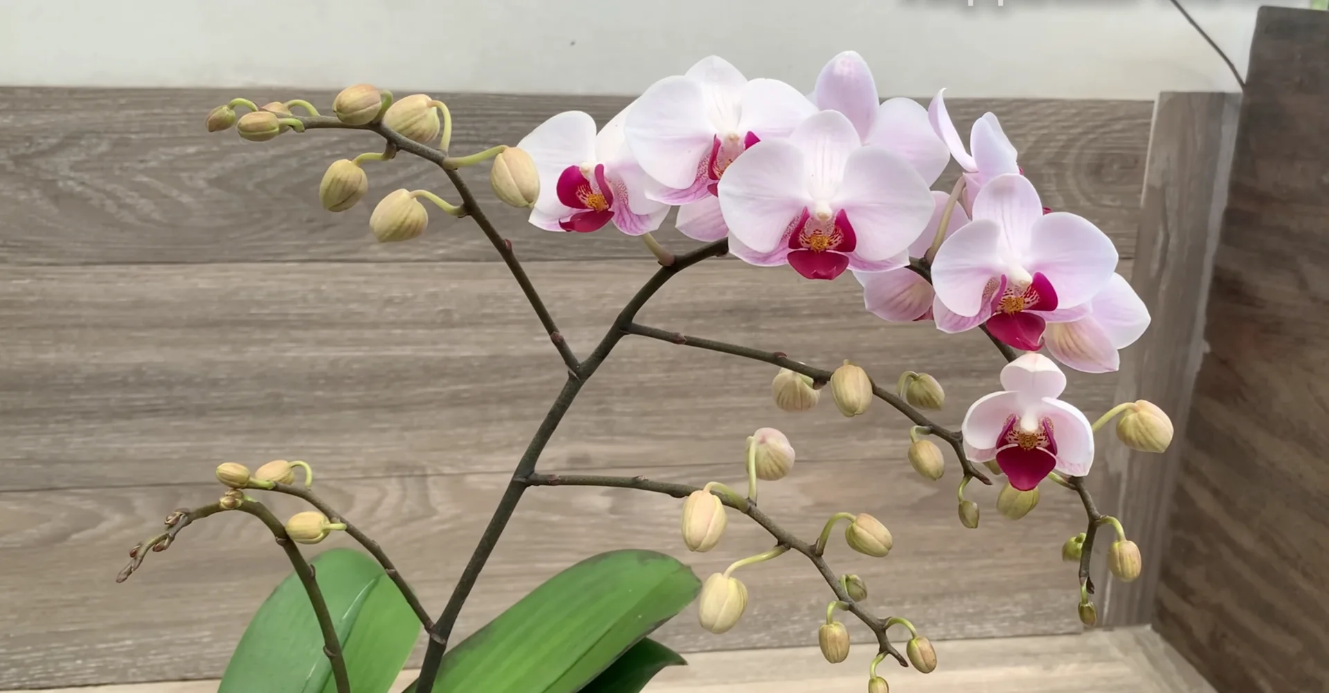 The Secret to Orchids with Year-Round Blooms and Strong Roots screenshot 1