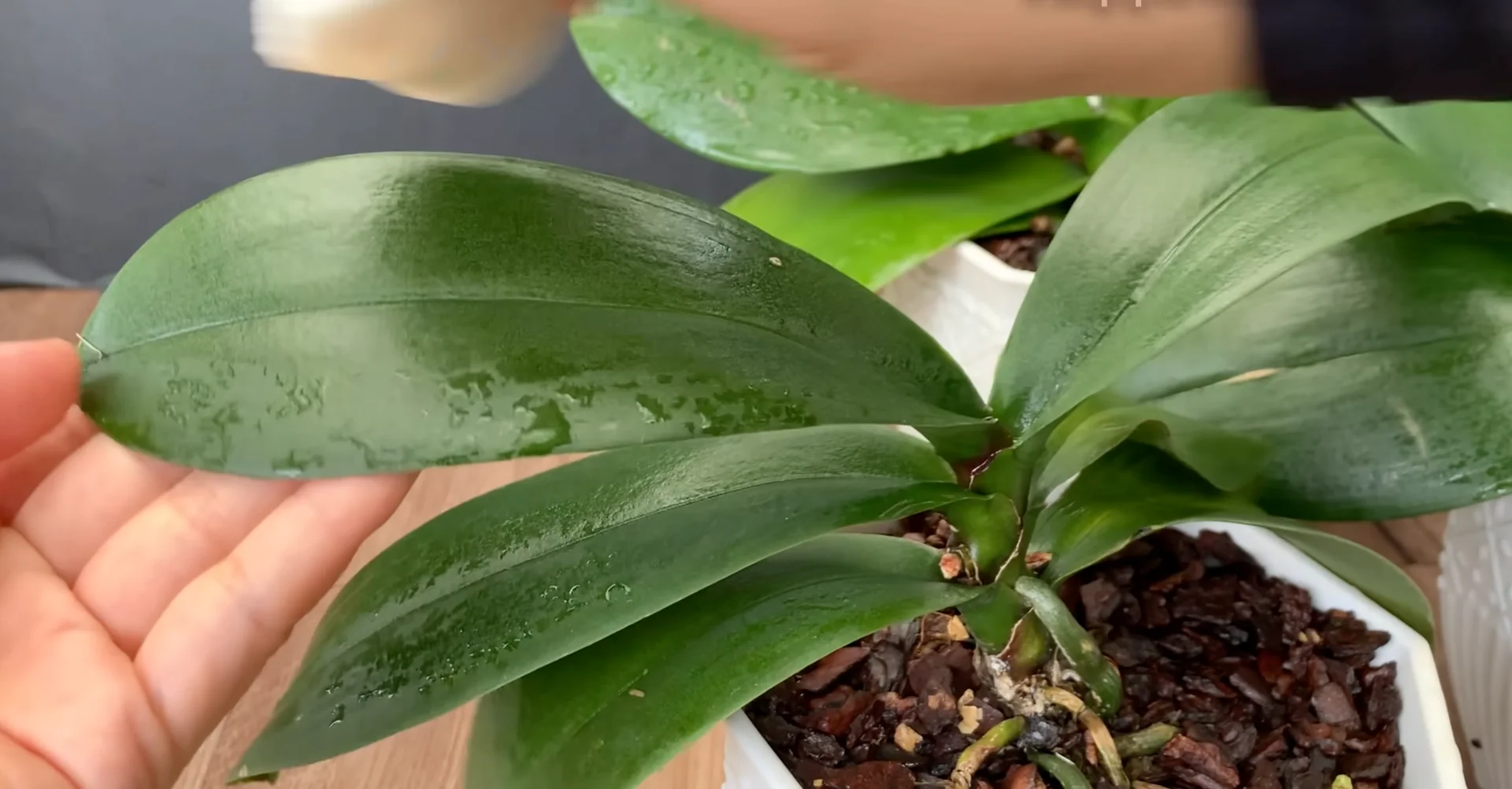 The Secret to Orchids with Year-Round Blooms and Strong Roots screenshot 10