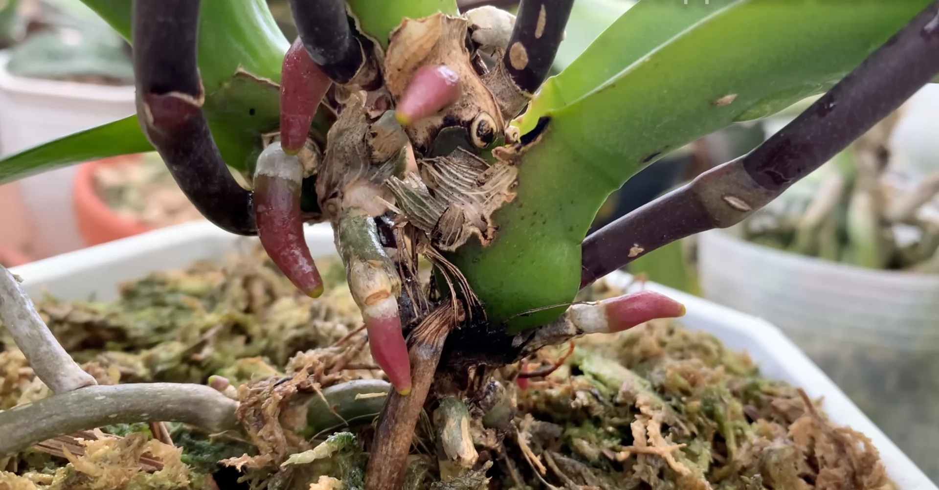 The Secret to Orchids with Year-Round Blooms and Strong Roots screenshot 11