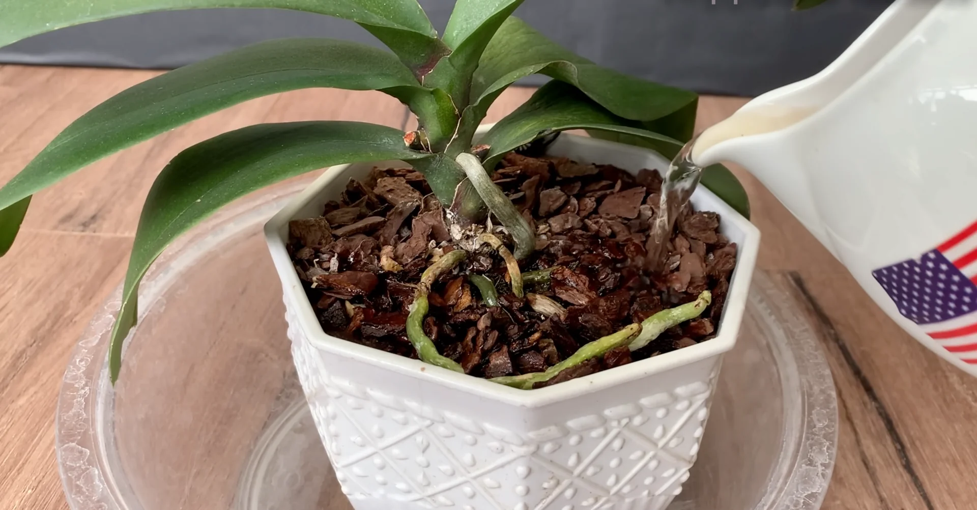 The Secret to Orchids with Year-Round Blooms and Strong Roots screenshot 6