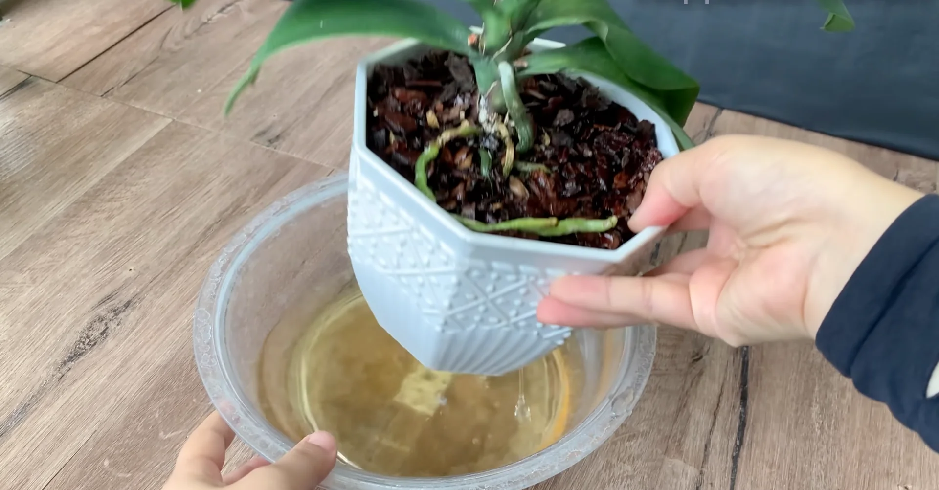 The Secret to Orchids with Year-Round Blooms and Strong Roots screenshot 7