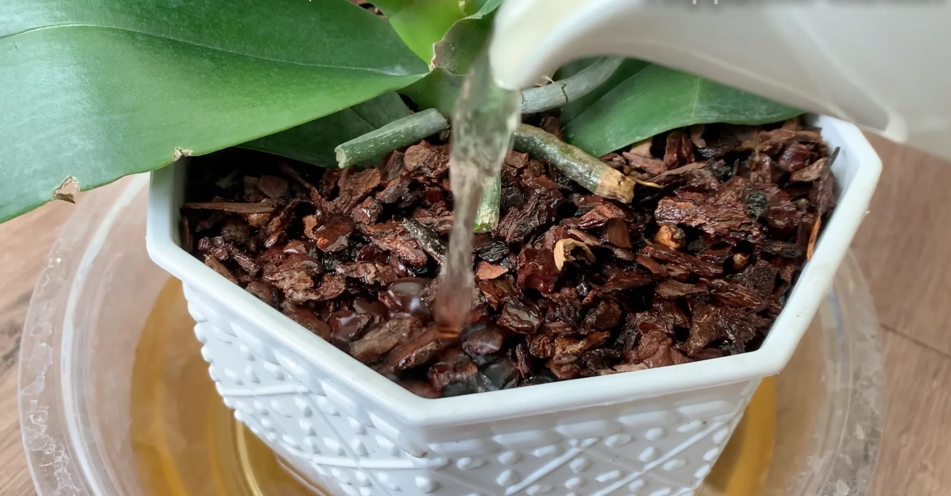 The Secret to Orchids with Year-Round Blooms and Strong Roots screenshot 8