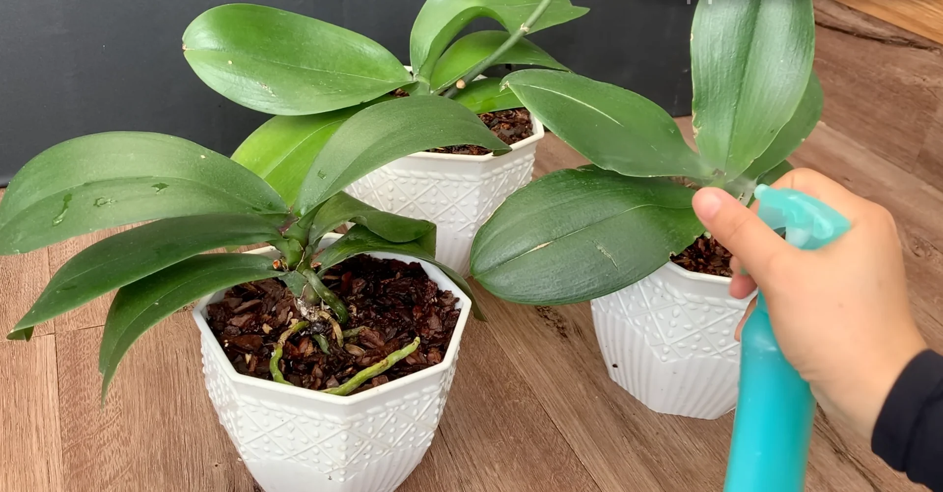The Secret to Orchids with Year-Round Blooms and Strong Roots screenshot 9
