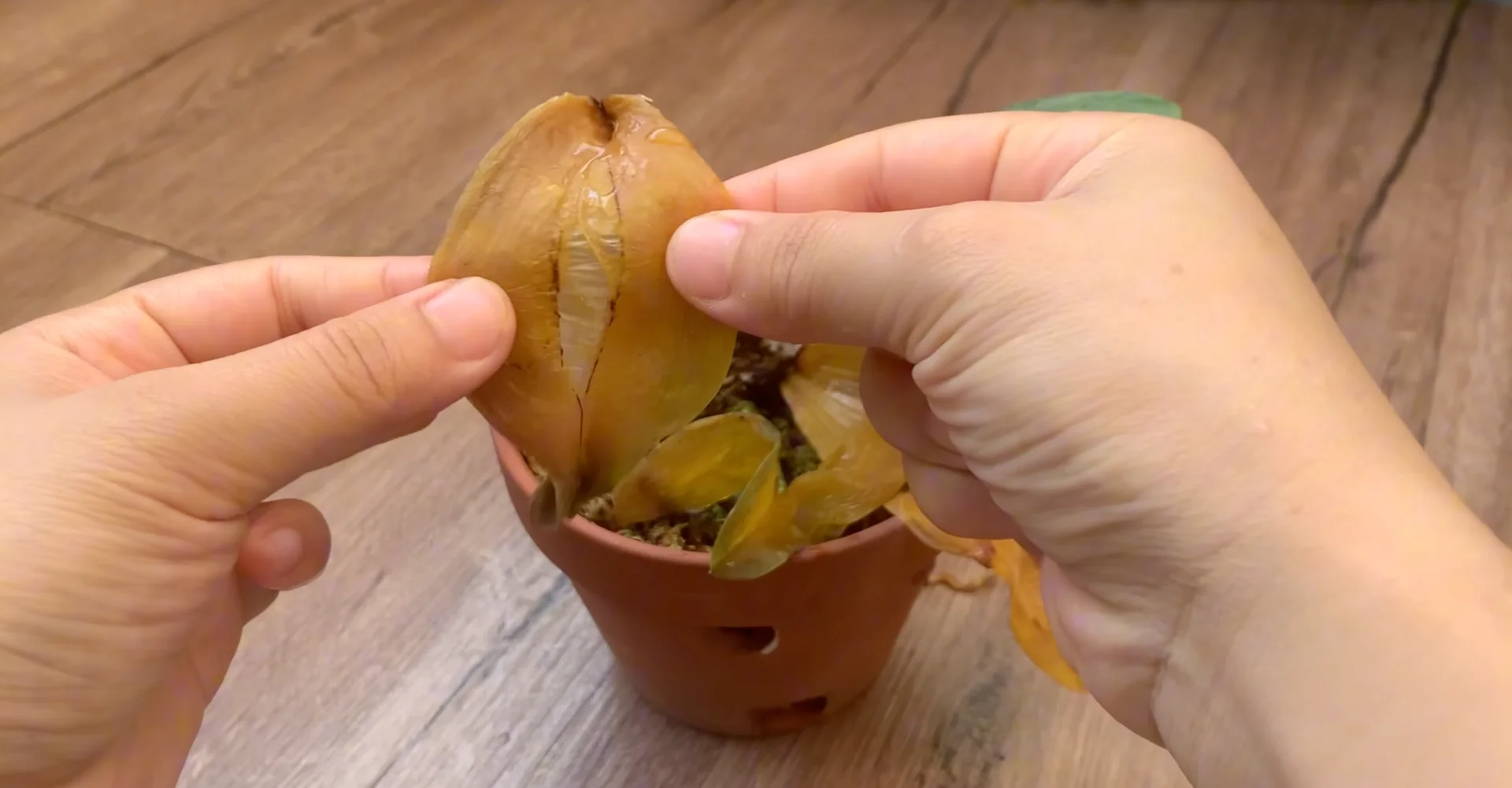 The Secret to Year-Round Orchid Blooms and Root Growth screenshot 1