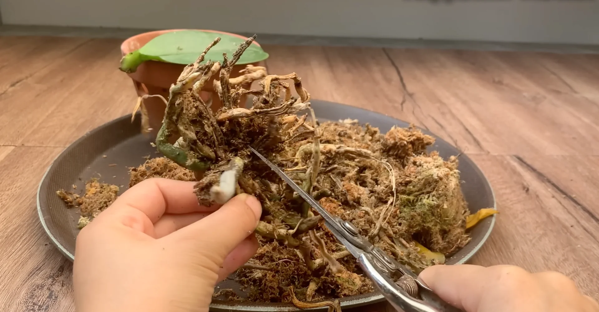 The Secret to Year-Round Orchid Blooms and Root Growth screenshot 2