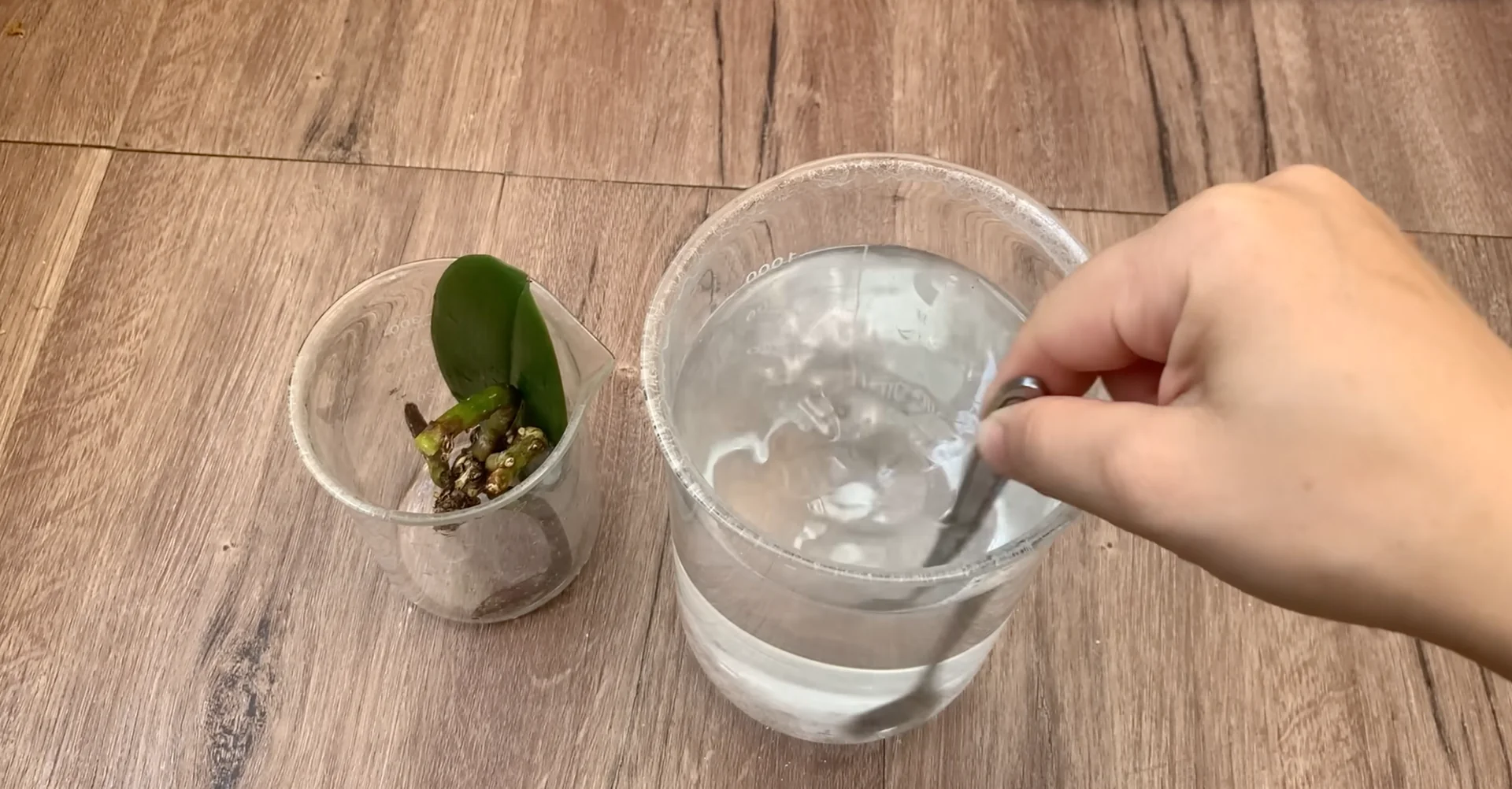 The Secret to Year-Round Orchid Blooms and Root Growth screenshot 3