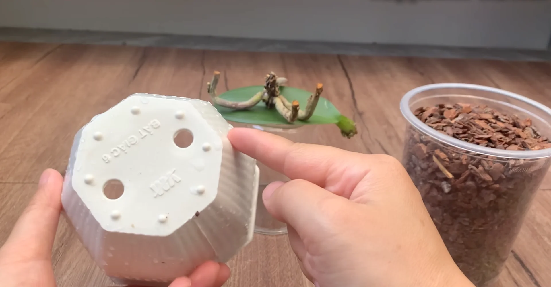 The Secret to Year-Round Orchid Blooms and Root Growth screenshot 4